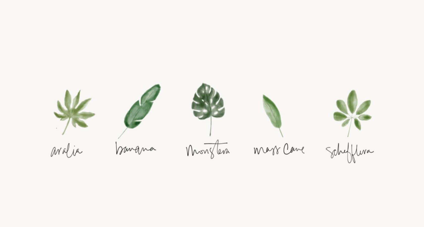 Minimalist Plant Desktop 桌布 壁紙 — 五片以水彩繪製的熱帶葉子，在柔和的奶油色背景上標有它們的名稱。