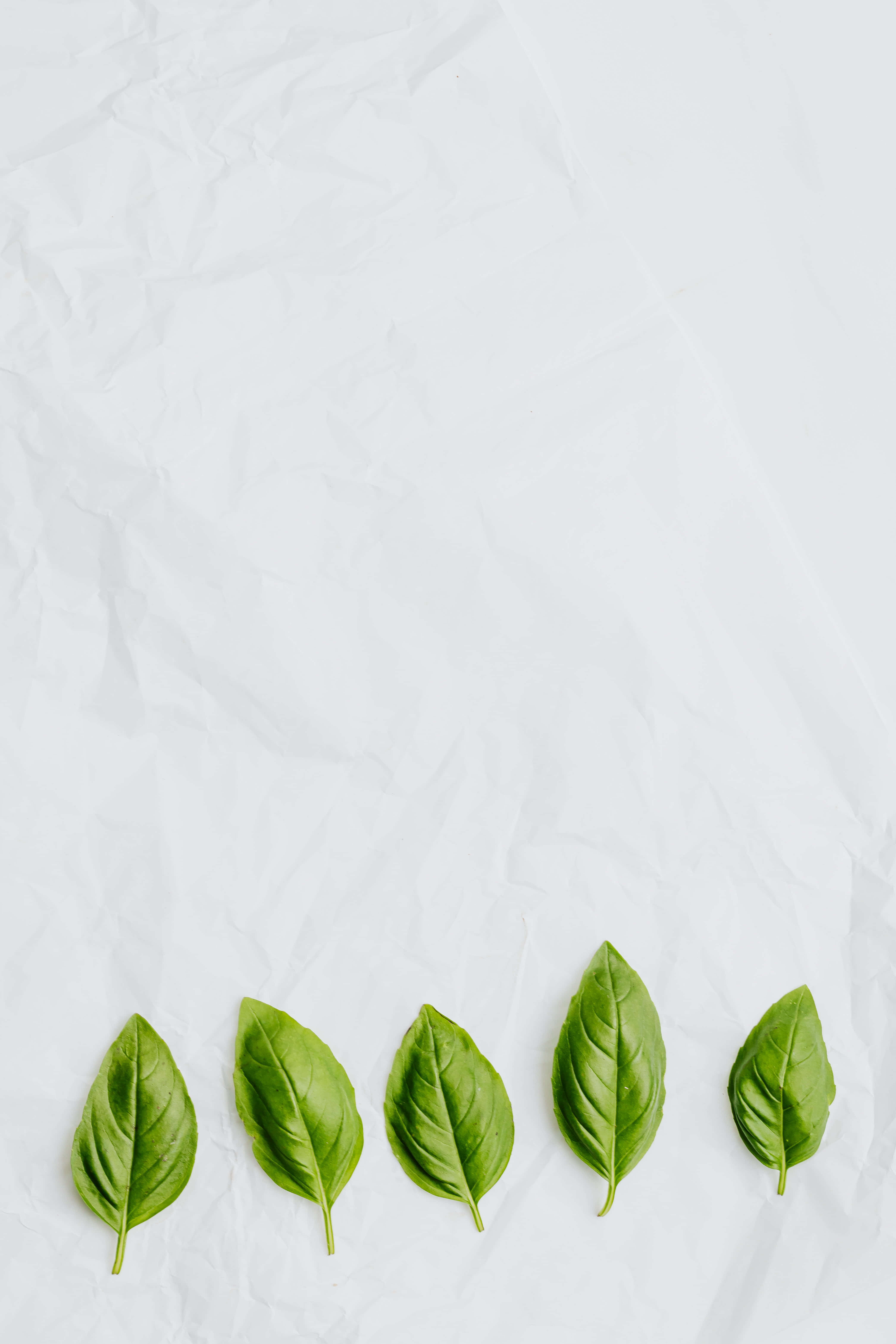 Green And White 桌布 壁紙 — 五片充滿活力的綠色羅勒葉排列在一行，背景為有紋理的白色皺紙。
