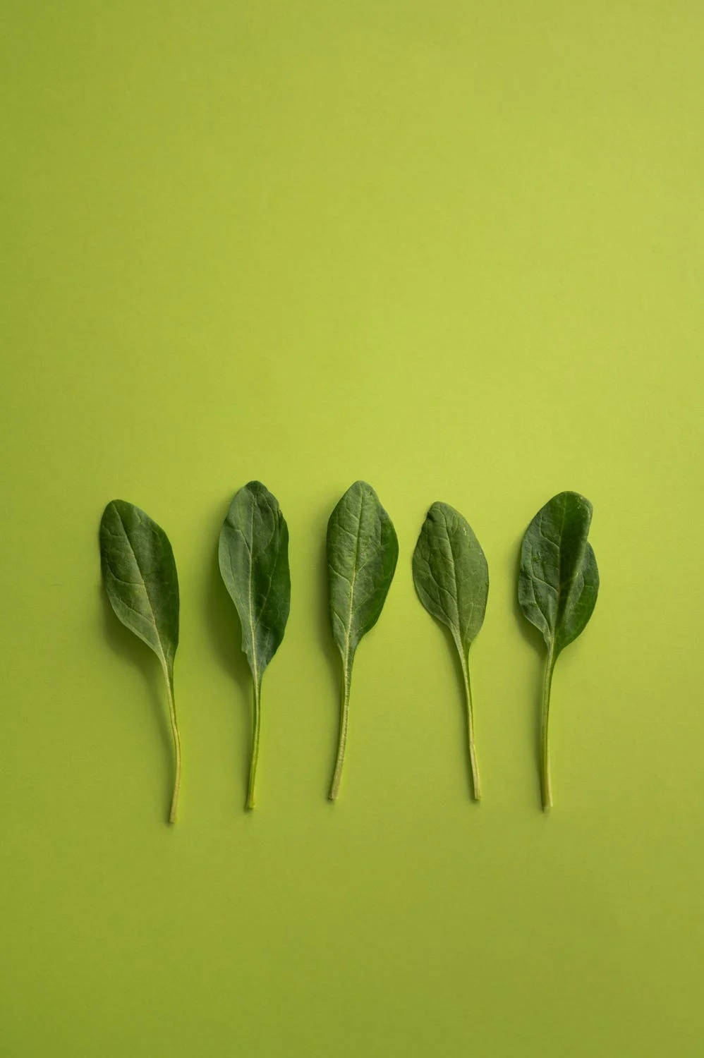 Healthy Food 桌布 壁紙 — 五片新鮮菠菜葉整齊排列成一排，背景為純青檸綠色。
