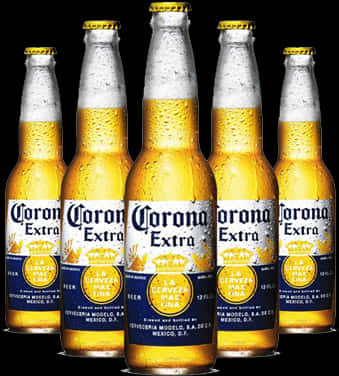 Corona Beer 桌布 壁紙 — 五瓶冰凍的Corona Extra啤酒瓶帶冷凝水，在黑色背景前排列成一行。