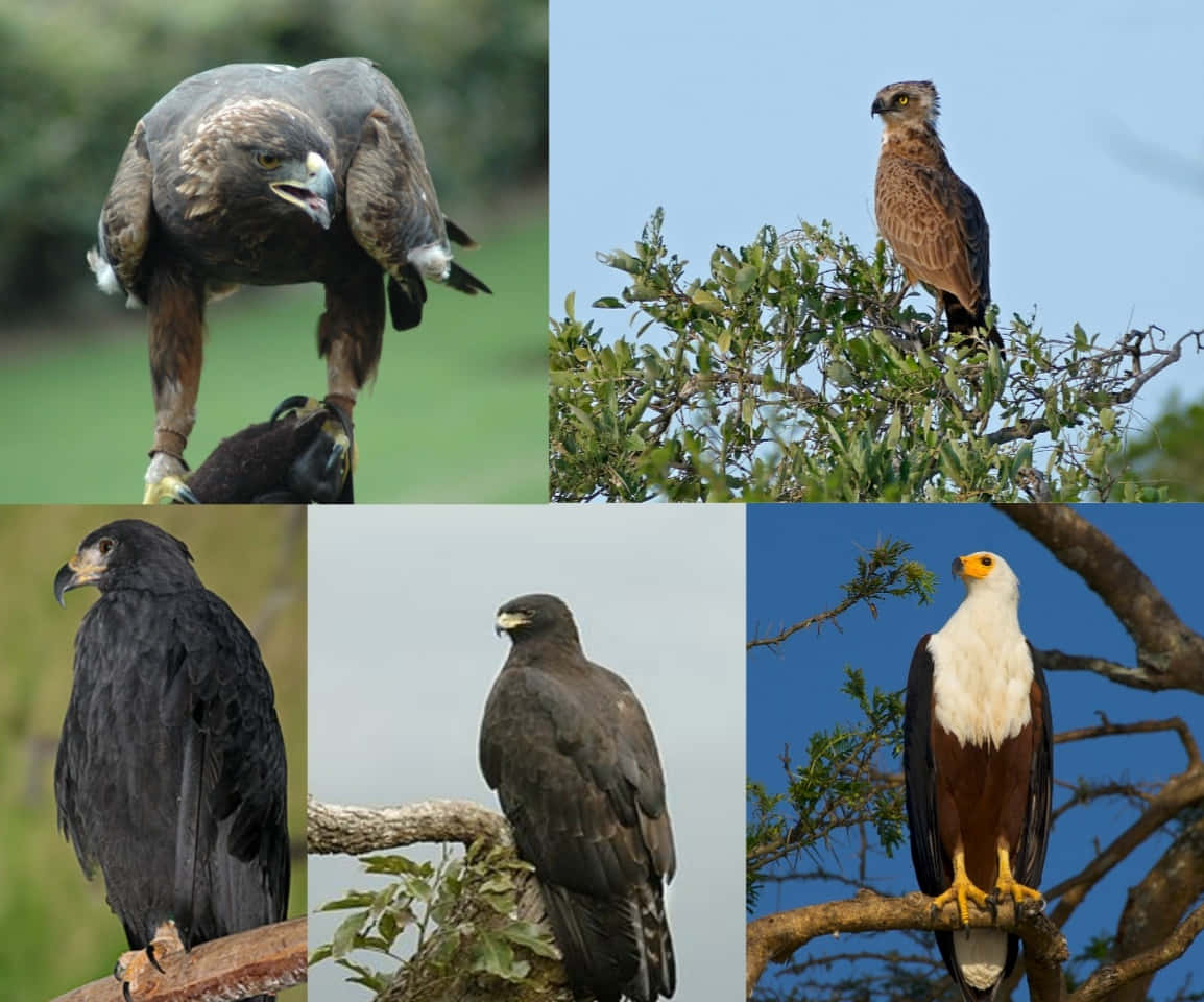 Eagle 桌布 壁紙 — 五種不同的鷹棲息在樹枝上或半空中，以自然背景呈現。