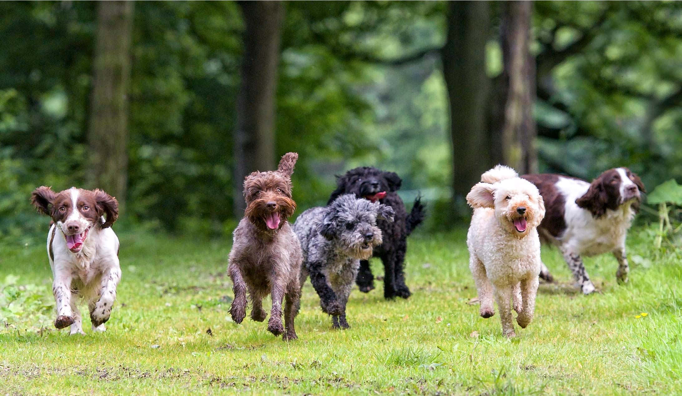 Dogs 桌布 壁紙 — 五隻不同品種的快樂狗在茂密綠色森林中的陽光草地奔跑。