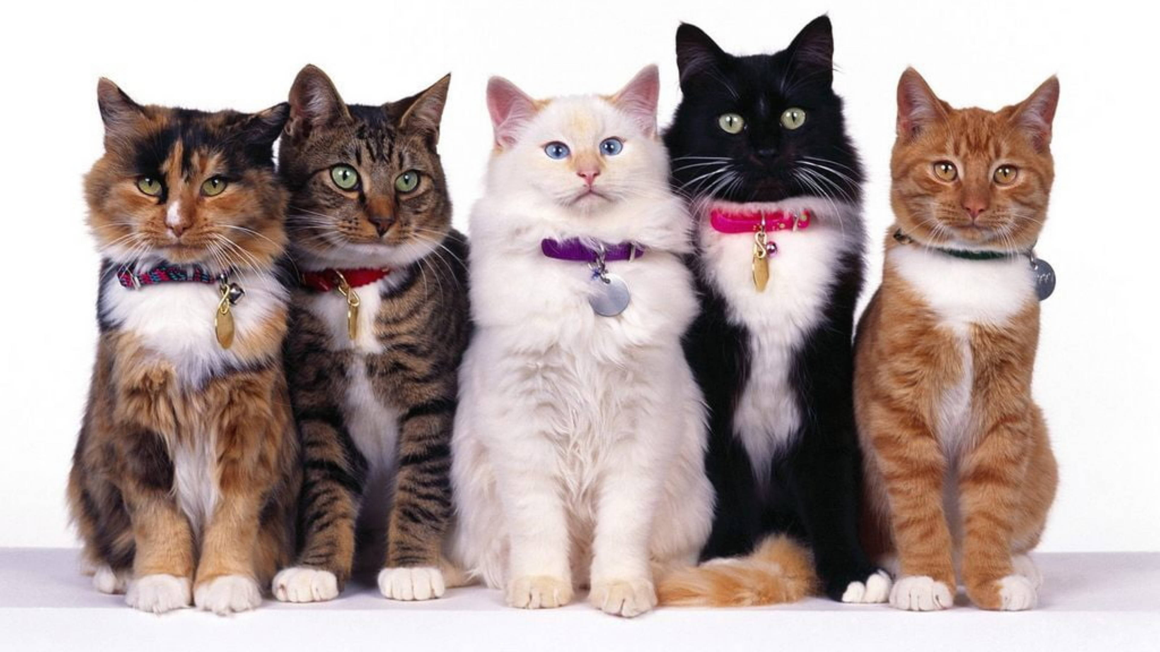Cute Cat HD 桌布 壁紙 — 五隻不同花色的貓咪戴著彩色項圈，並排坐在純白色背景前。