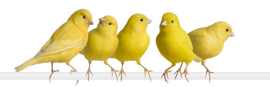 Yellow Bird 桌布 壁紙 — 五隻亮黃色的金絲雀站在白色窗台上，背景是純白色。