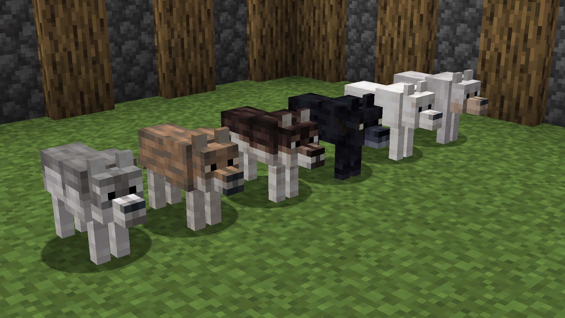 Minecraft Wolf 桌布 壁紙 — 五隻像素化的Minecraft狼，顏色各異，站在綠色草地上，前方有木柵欄柱。