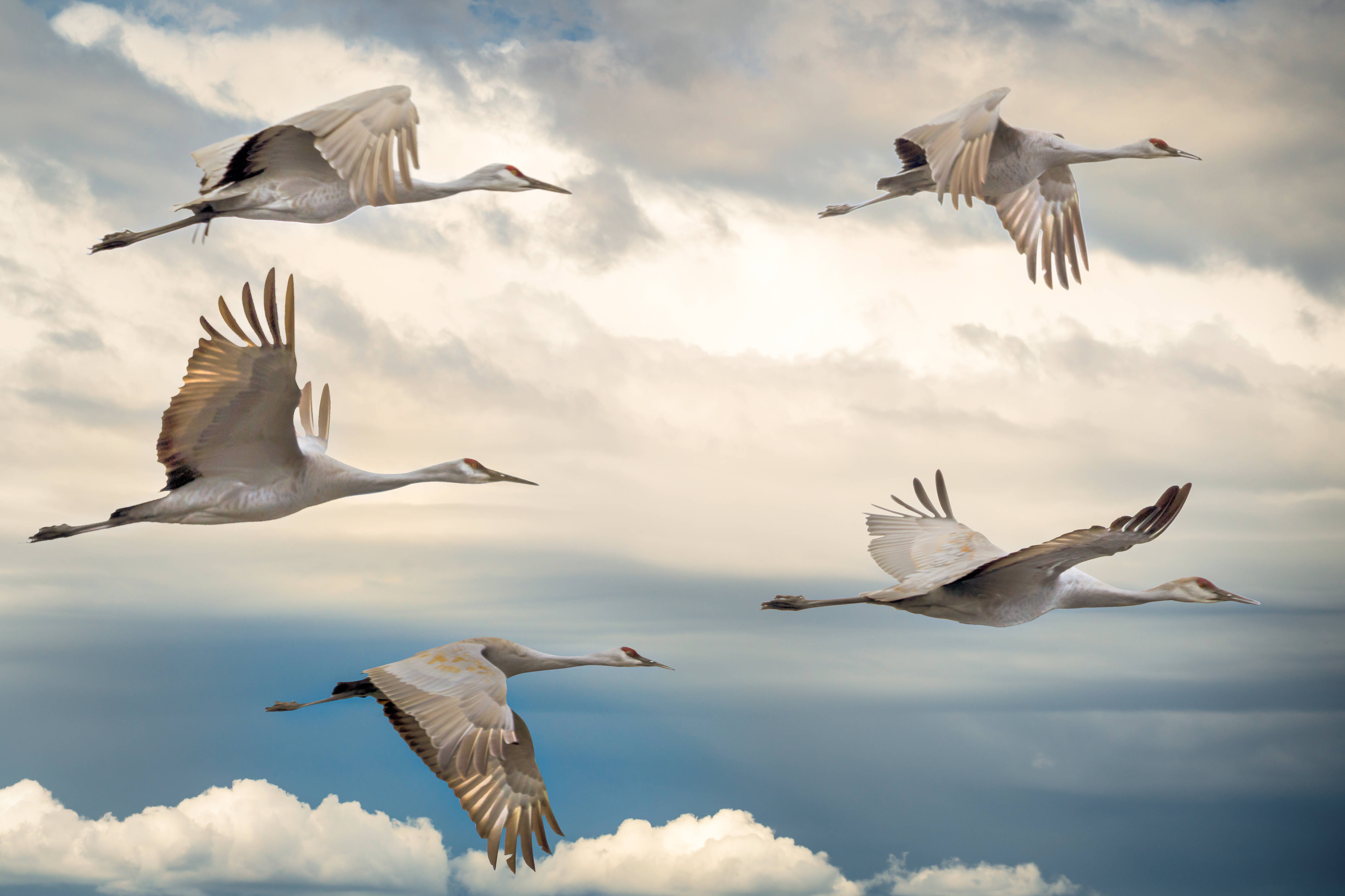 birds 桌布 壁紙 — 五隻優雅的白鶴在充滿柔和雲彩和金色陽光的戲劇性天空中優雅地翱翔。