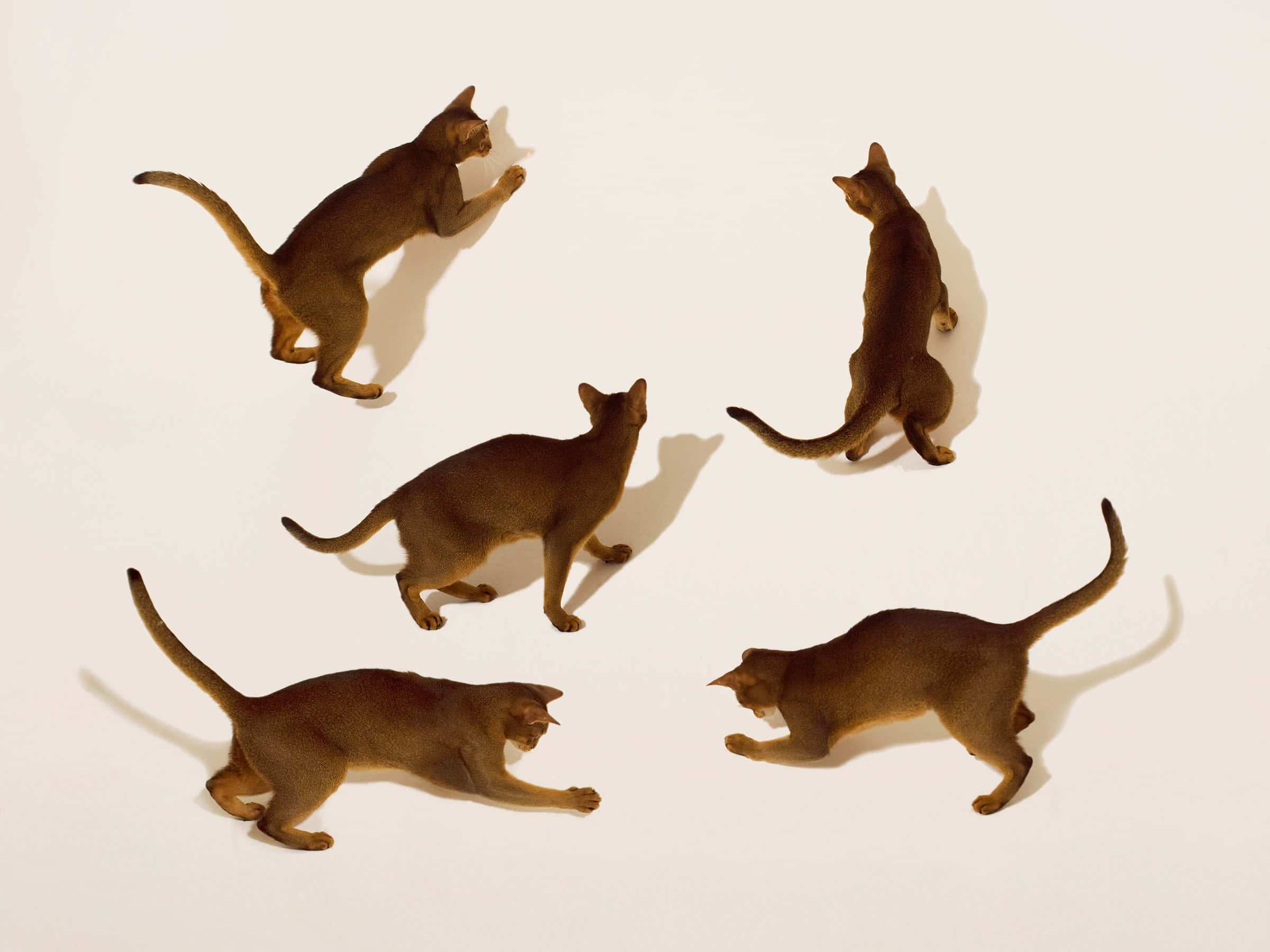 Cat Tail 桌布 壁紙 — 五隻光滑的棕色貓咪在純白背景前捕捉到動態瞬間，投射出銳利的陰影。