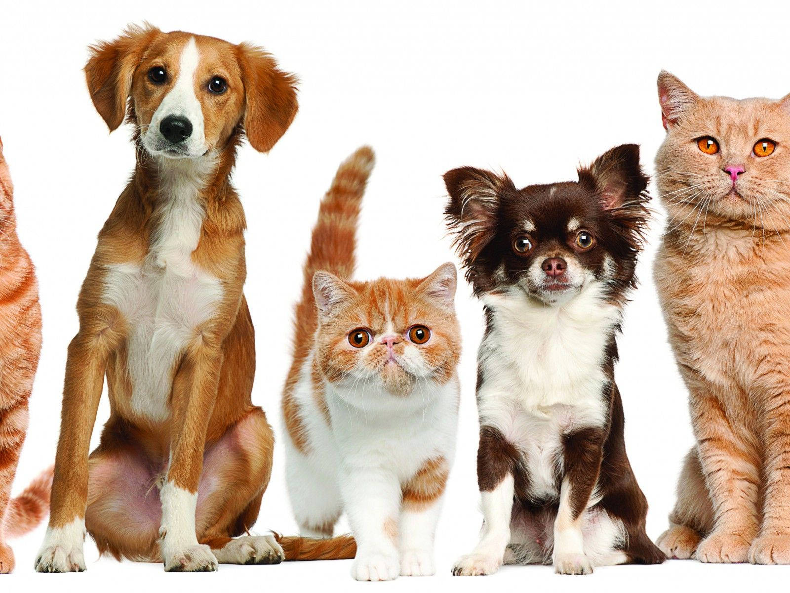 animals 桌布 壁紙 — 五隻可愛寵物，包括毛色和表情各異的狗和貓，在潔白背景前一起擺姿勢。