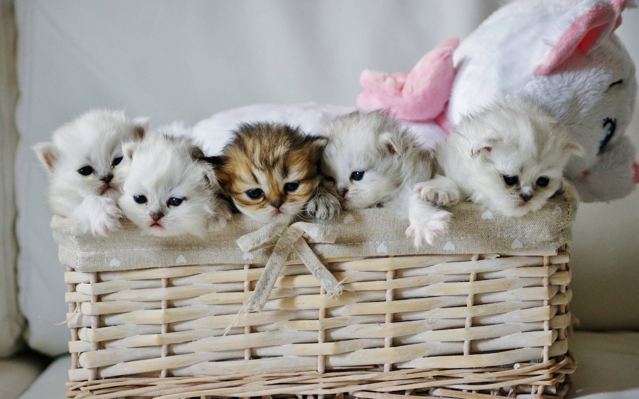 Cute Cat Love 桌布 壁紙 — 五隻可愛毛茸茸的小貓咪從編織籃邊探出頭來，旁邊有一個毛絨獨角獸玩具。