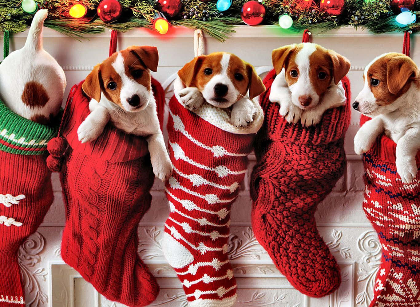 Dog Christmas 桌布 壁紙 — 五隻可愛的傑克羅素幼犬從掛在白色壁爐架上的節慶紅色針織聖誕襪中探出頭來，壁爐架上裝飾著閃爍的聖誕燈飾和綠色植物。