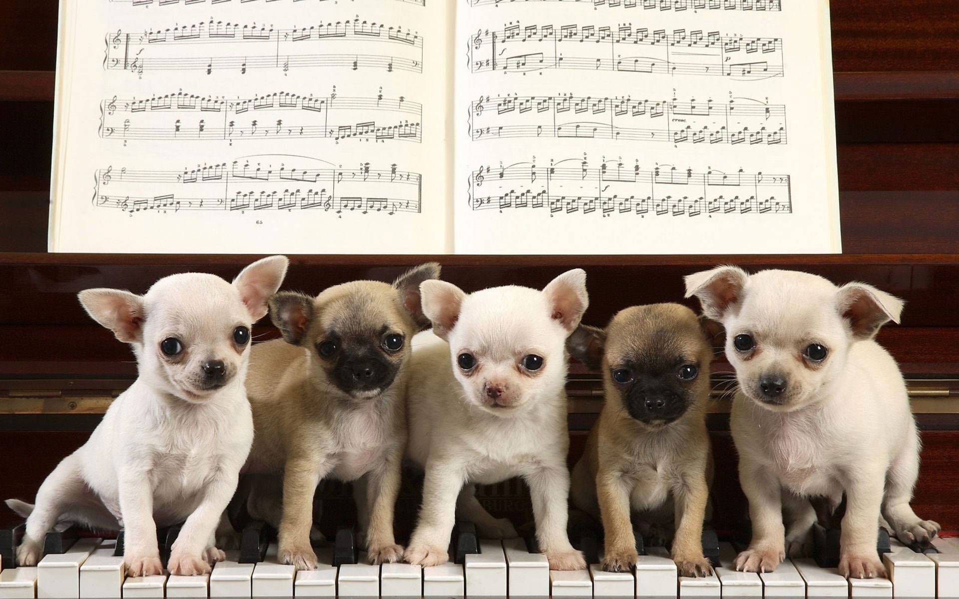 Dogs 桌布 壁紙 — 五隻可愛的吉娃娃小狗坐在鋼琴鍵上，下方有一本打開的樂譜。