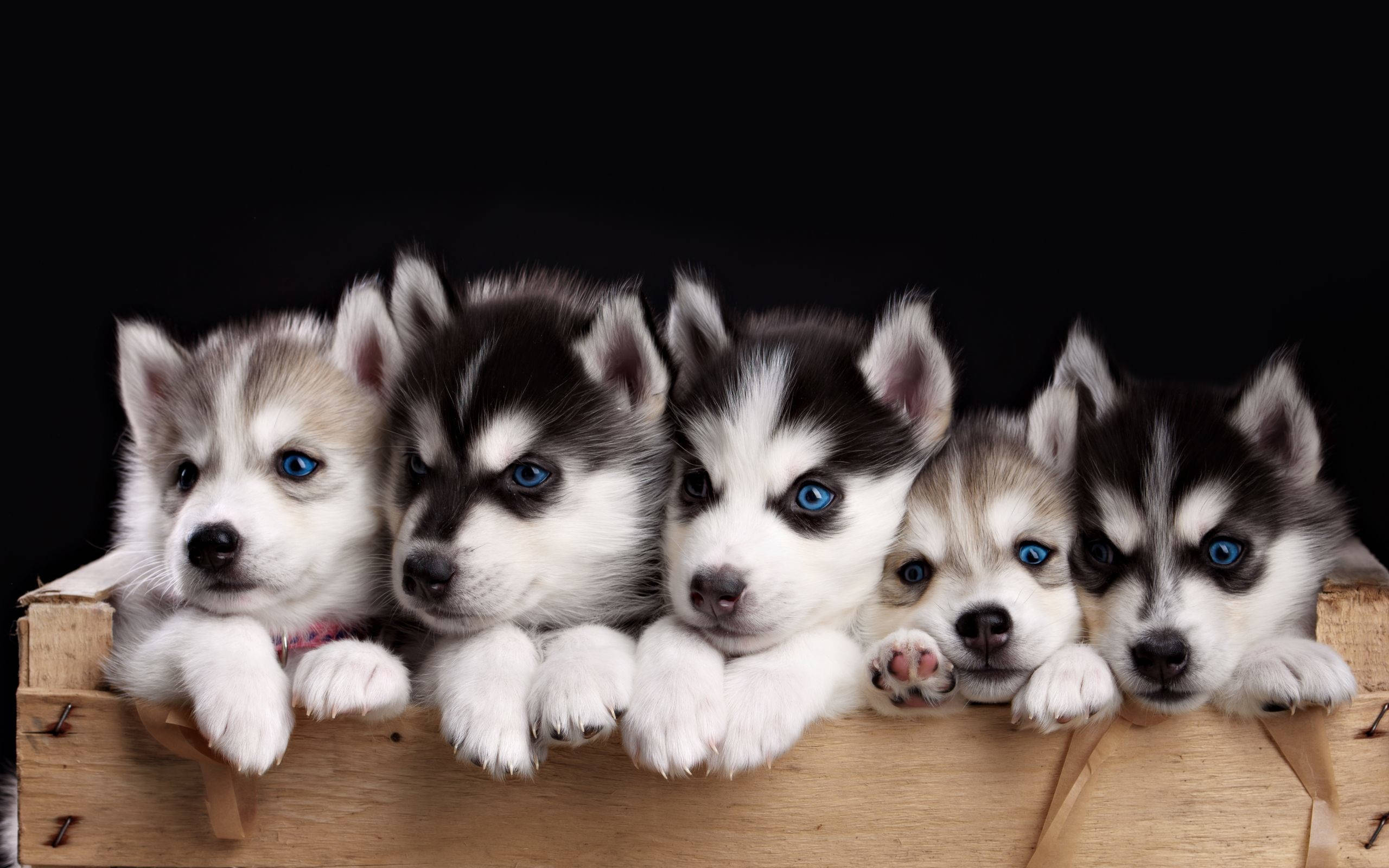 Puppy Dog Pals 桌布 壁紙 — 五隻可愛的哈士奇幼犬，擁有引人注目的藍色眼睛，從一個質樸的木箱邊緣探出頭來，背景為黑色。