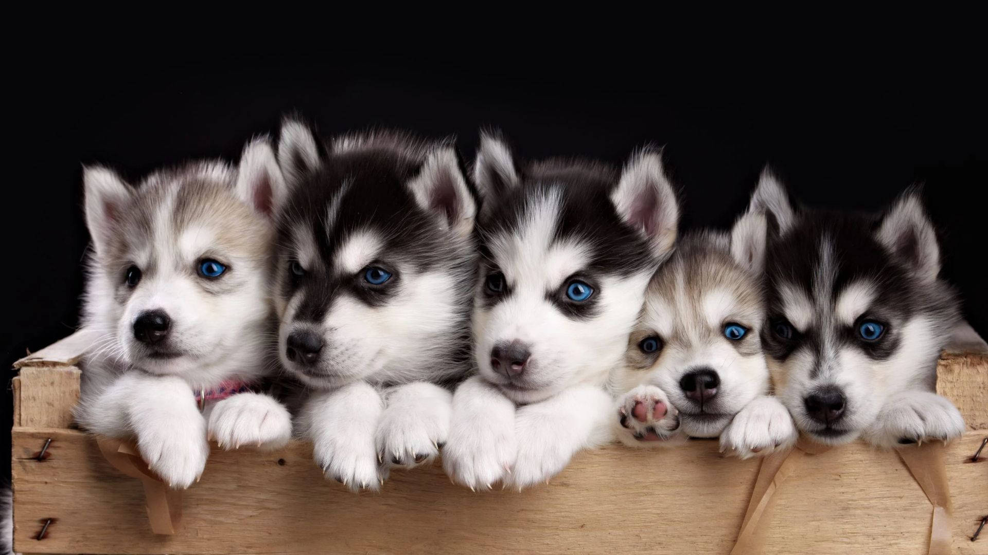 Puppies 桌布 壁紙 — 五隻可愛的哈士奇幼犬，擁有引人注目的藍色眼睛，從木箱邊緣探出頭來，背景為黑色。