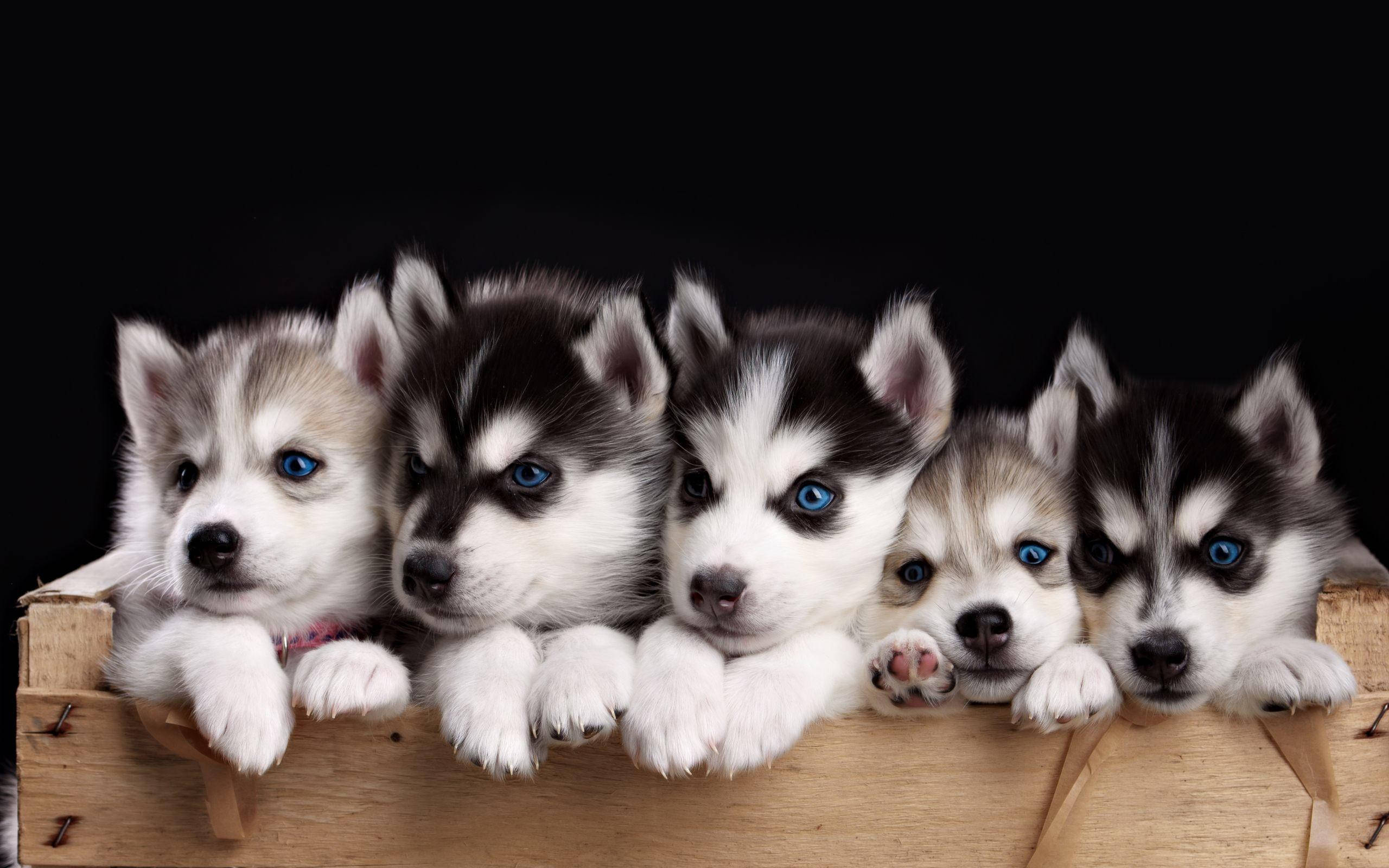 Dogs 桌布 壁紙 — 五隻可愛的哈士奇幼犬，有著引人注目的藍色眼睛，從一個質樸的木箱邊緣探出頭來，背景為黑色。