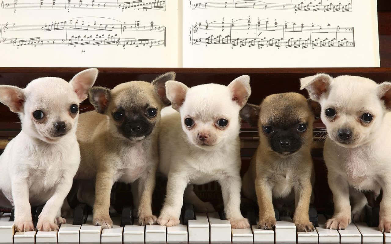Chihuahua 桌布 壁紙 — 五隻可愛的大眼吉娃娃小狗坐在鋼琴鍵上，身後有樂譜。