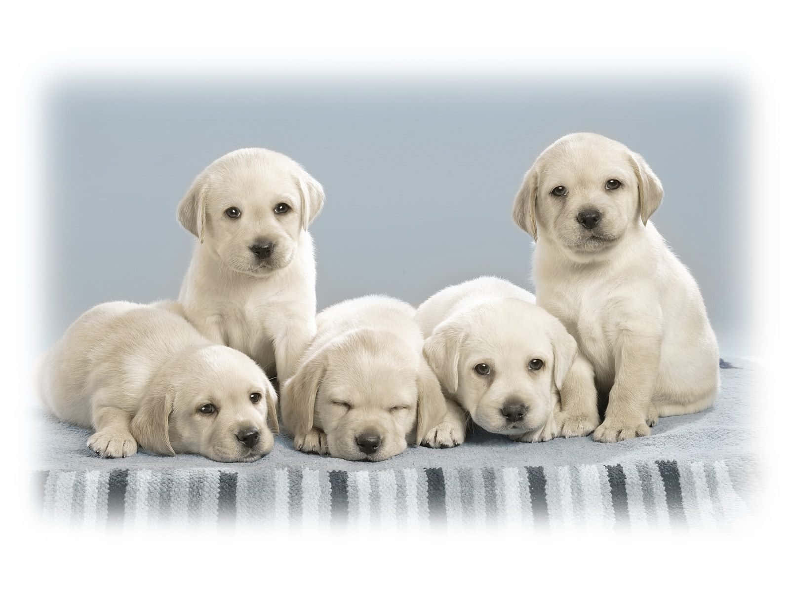 Cute Puppies 桌布 壁紙 — 五隻可愛的奶油色拉布拉多幼犬一起在條紋毯子上休息，背景是柔和的藍色。