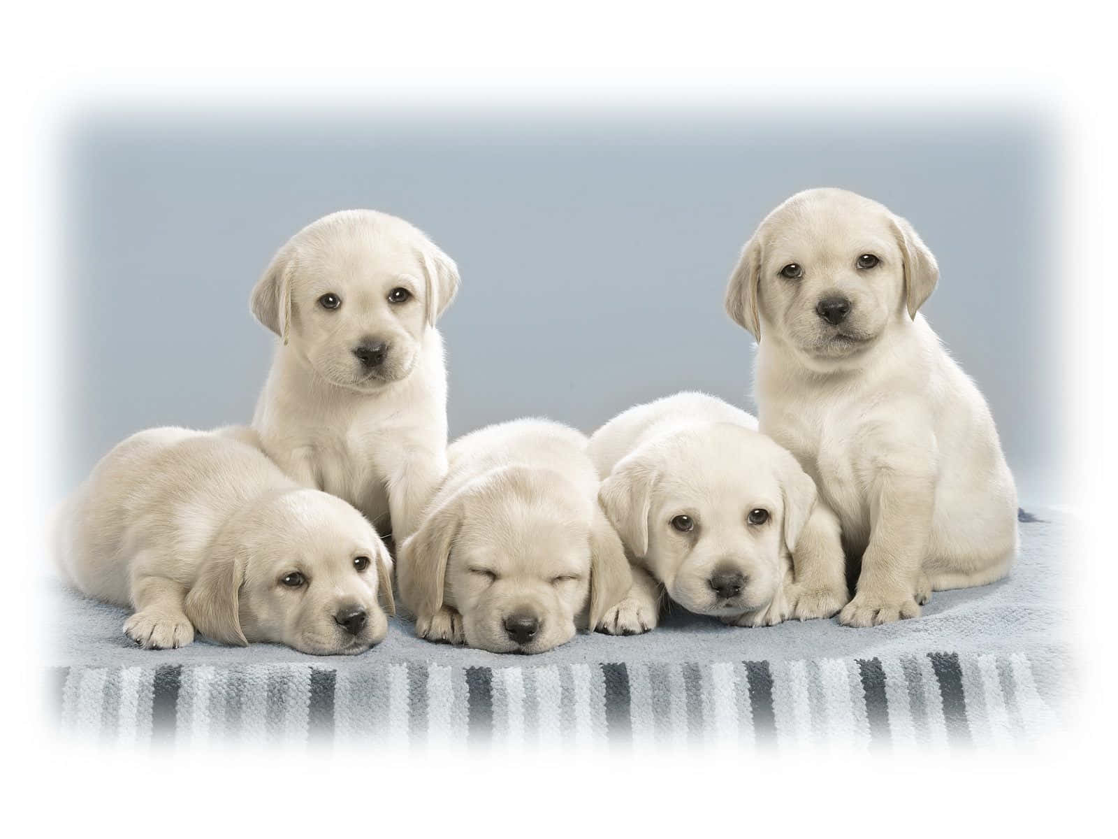 Cute Little Puppies 桌布 壁紙 — 五隻可愛的奶油色拉布拉多幼犬一起在條紋毯子上休息，背景是柔和的藍色。