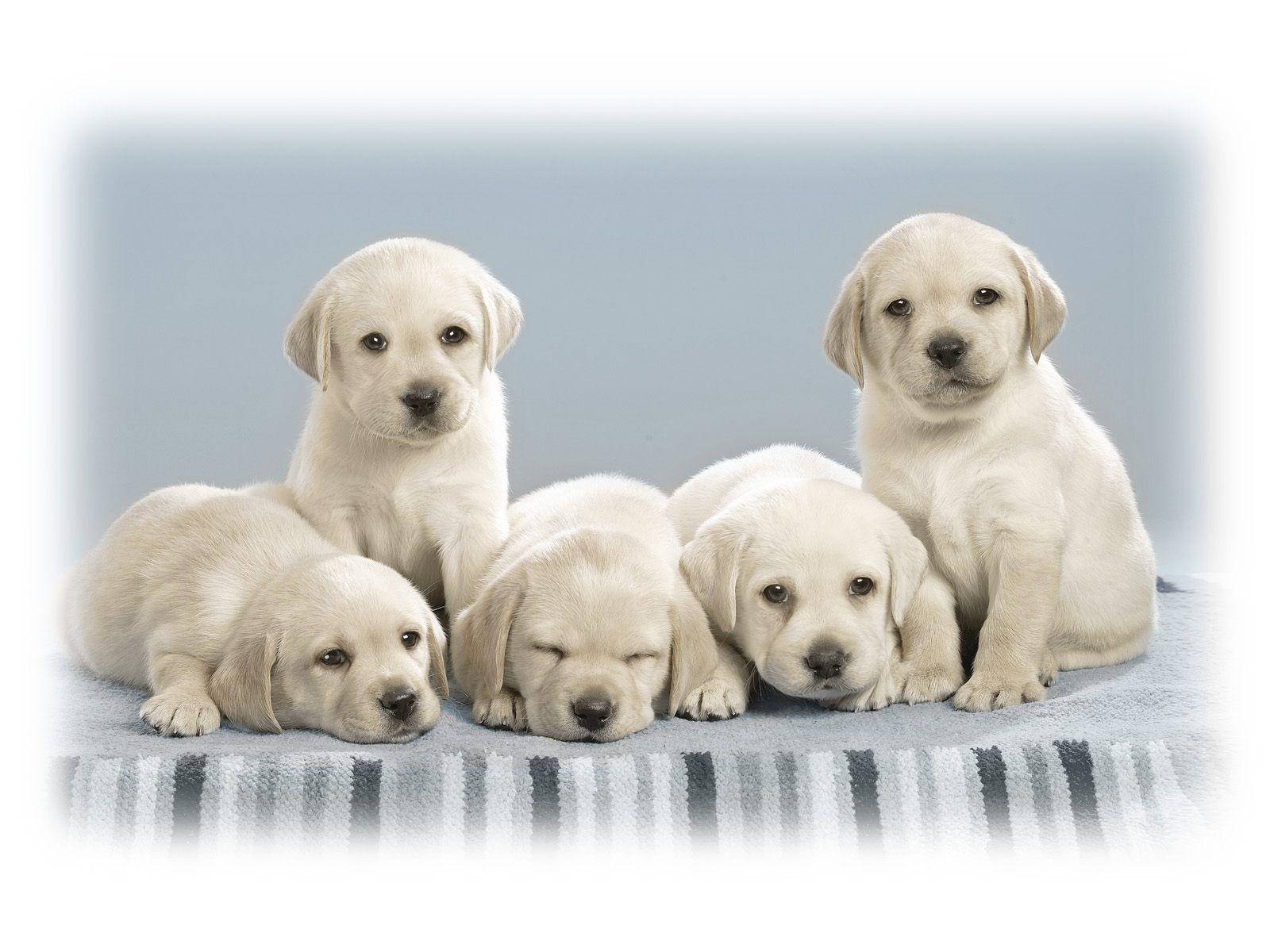 Cute Puppy 桌布 壁紙 — 五隻可愛的奶油色拉布拉多幼犬一起在條紋毯子上休息，背景是柔和的藍色。