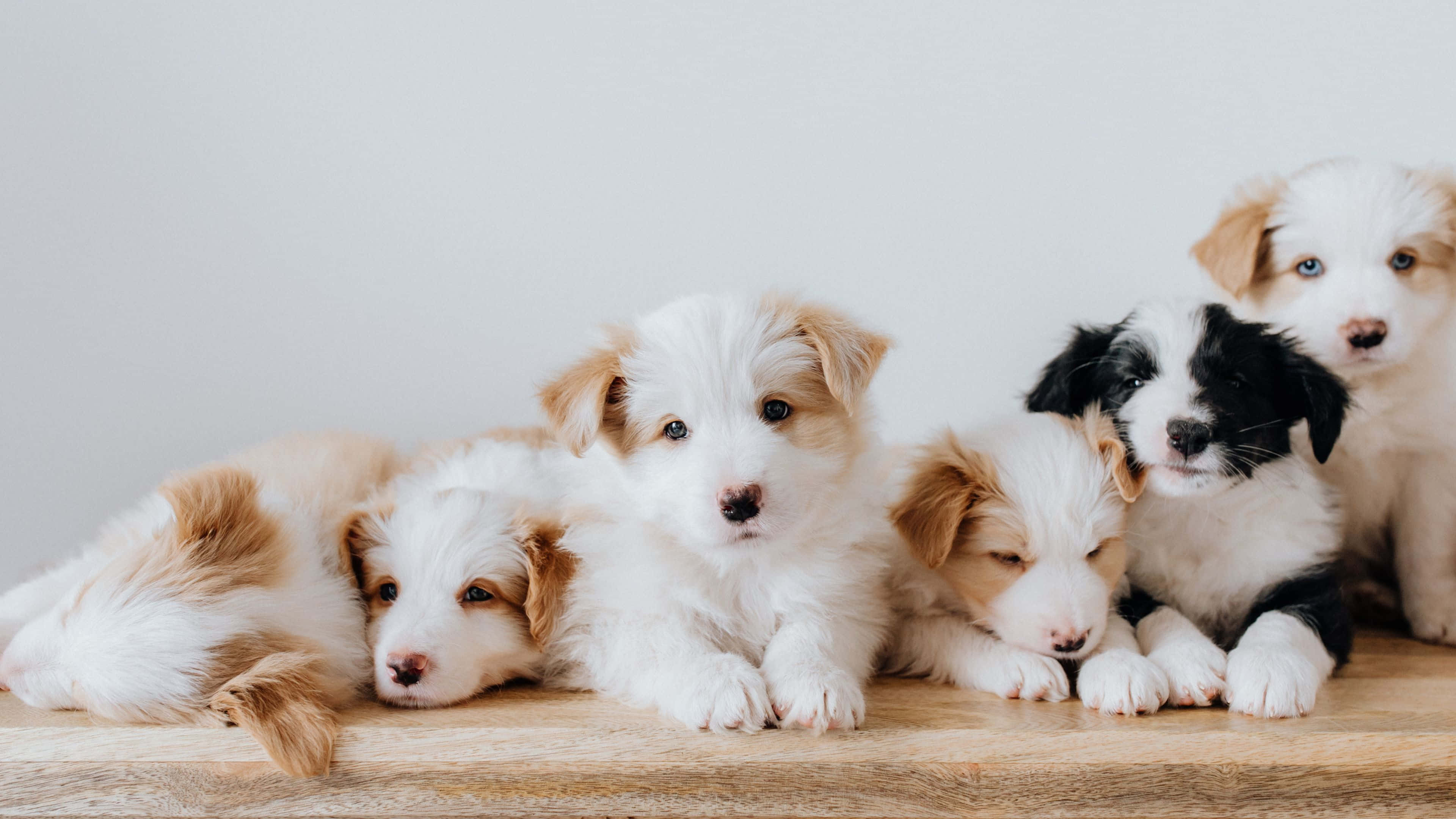 cute dogs 桌布 壁紙 — 五隻可愛的小狗，有蓬鬆的白色和棕色毛髮，一起在木質表面上休息，背景是純白色。