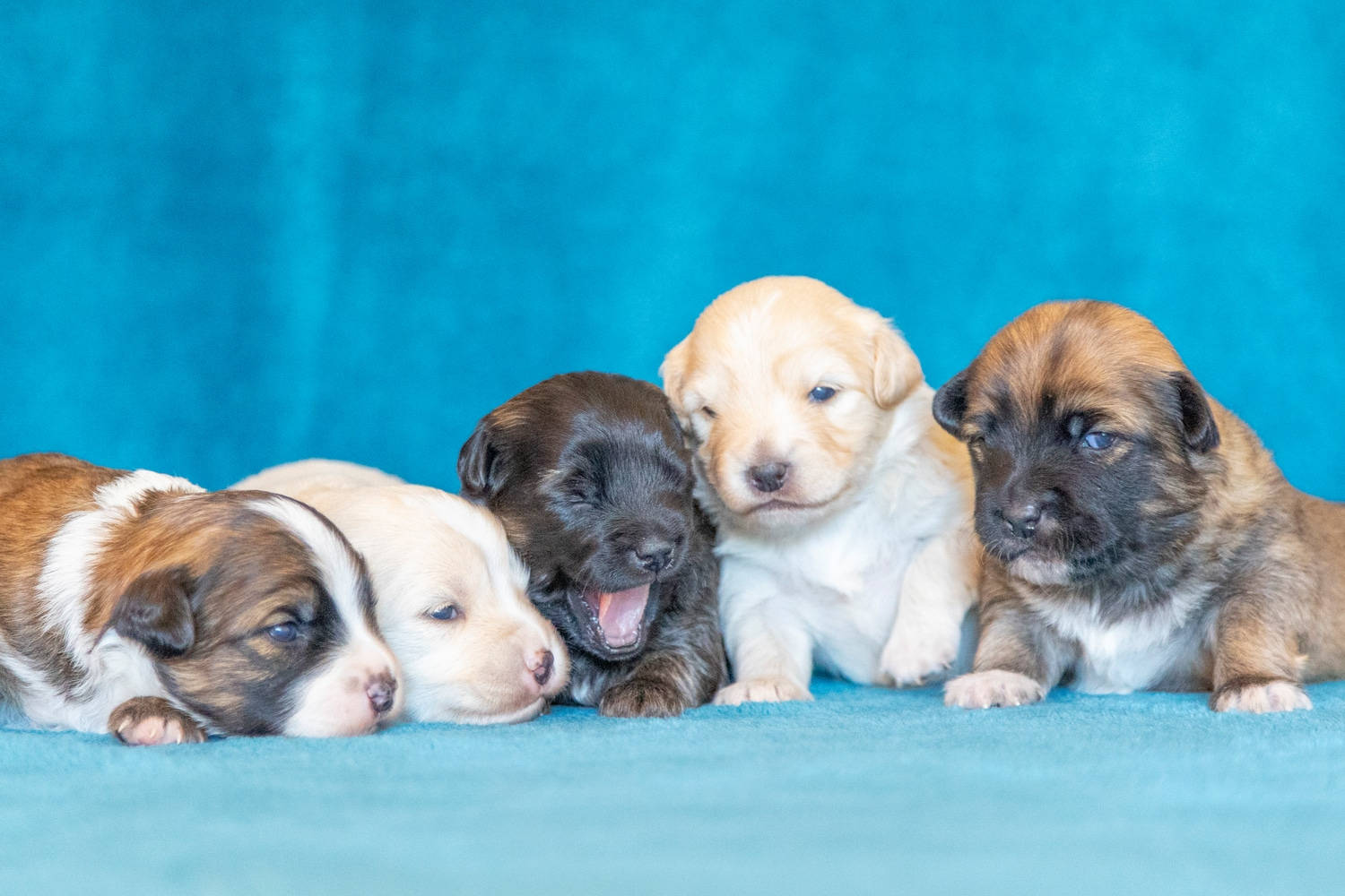 比特犬幼犬 桌布 壁紙 — 五隻可愛的小狗，顏色各異，一起在充滿活力的藍色紋理表面上休息，其中一隻正在打哈欠。