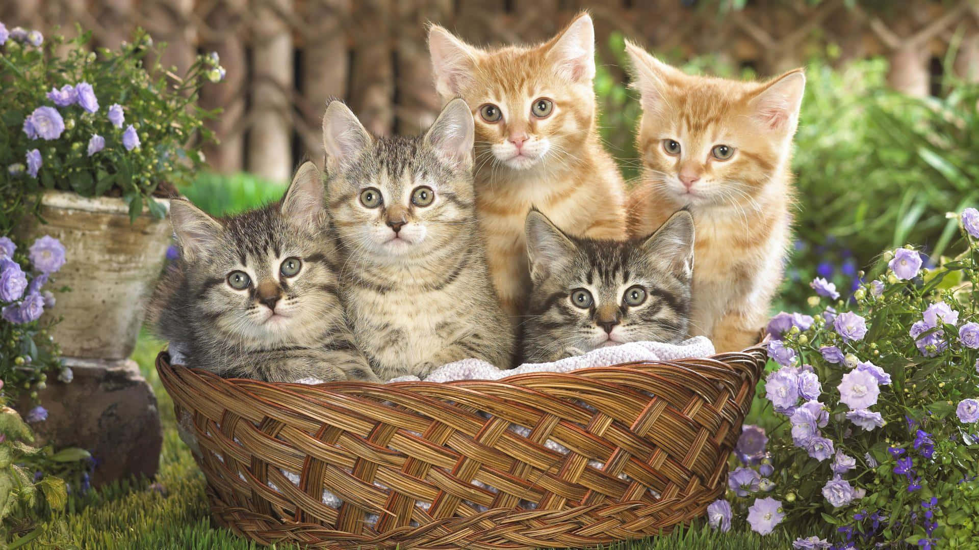 Tabby Cat 桌布 壁紙 — 五隻可愛的小貓，有虎斑和薑黃色毛，一起坐在一個編織籃裡，周圍有紫色花和綠色草。