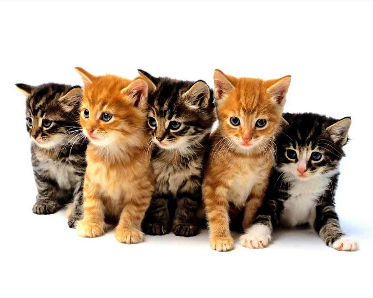 kitty cat 桌布 壁紙 — 五隻可愛的小貓咪，擁有各種虎斑和薑黃色毛髮，整齊地坐在潔白的背景前。
