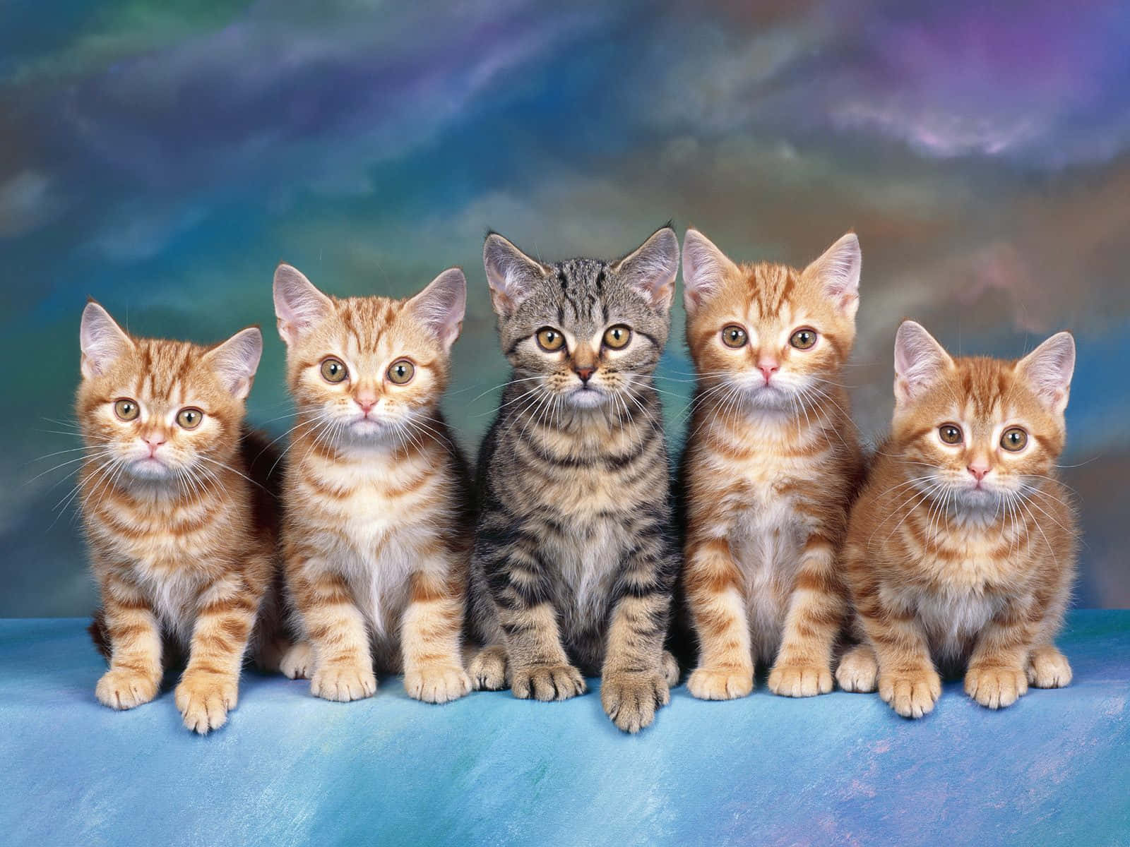 Tabby Cat 桌布 壁紙 — 五隻可愛的小貓咪，有著不同的虎斑紋，排成一排坐在藍色表面上，背景是夢幻的暮色天空。