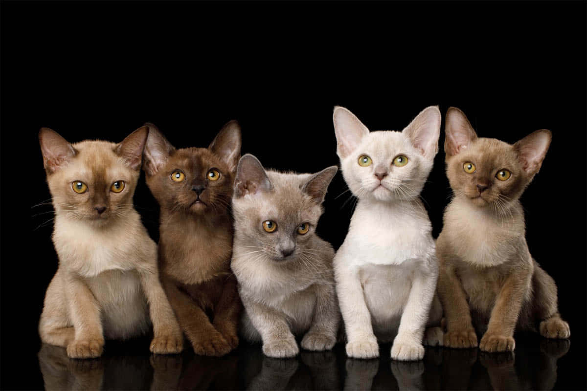 Burmese Cat 桌布 壁紙 — 五隻可愛的小貓咪，毛色各異，擁有引人注目的黃色眼睛，排成一排坐在黑色背景前。