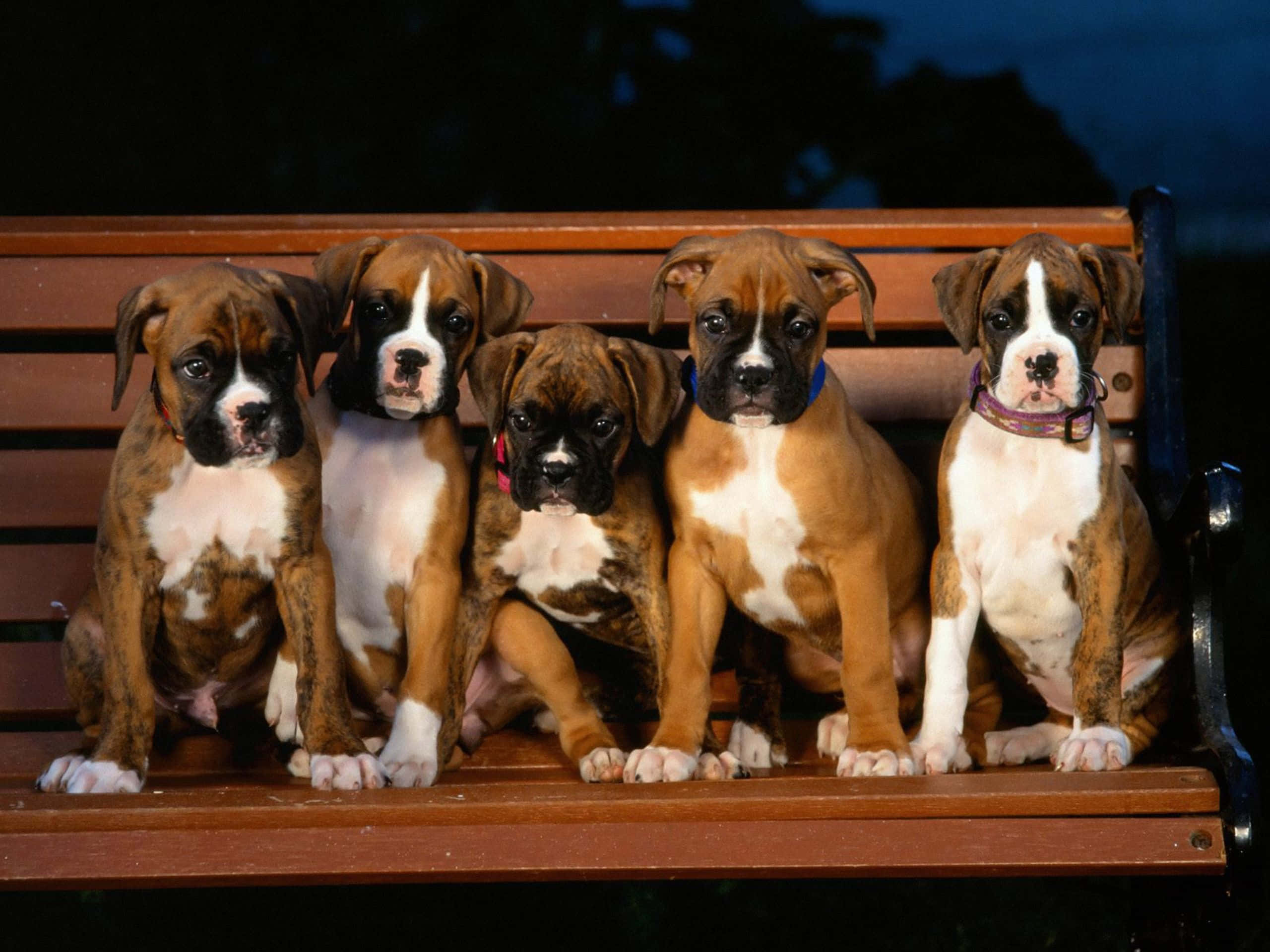 Boxer Dog 桌布 壁紙 — 五隻可愛的拳師犬幼犬，擁有棕色和白色的毛髮，在黑暗的暮色背景下專注地坐在木長椅上。