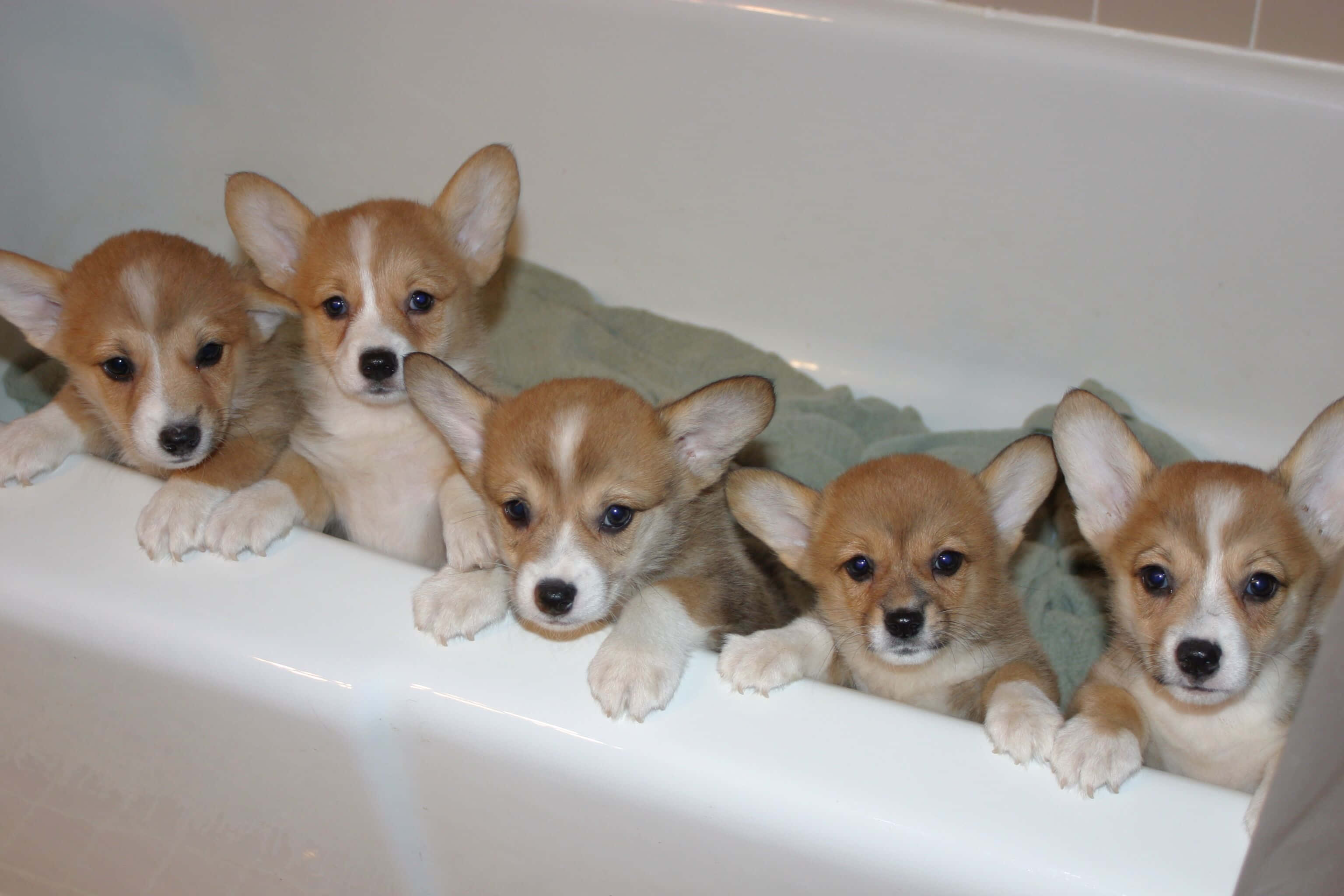 Corgi Funny 桌布 壁紙 — 五隻可愛的柯基幼犬，有著大大的藍眼睛，從白色浴缸邊緣探出頭來。