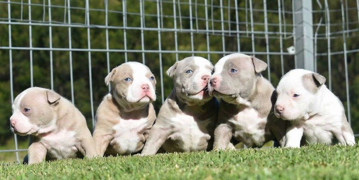 Pitbull Puppies 桌布 壁紙 — 五隻可愛的比特犬幼犬，擁有藍色眼睛和淺灰色毛髮，一起坐在鐵絲網圍欄後的綠色草地上。