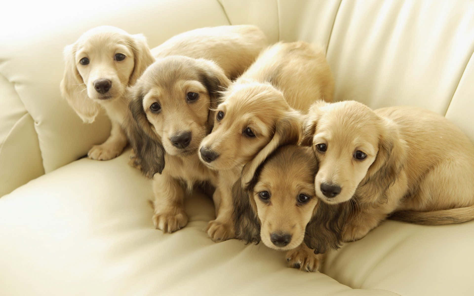狗 桌布 壁紙 — 五隻可愛的臘腸犬幼犬，耳朵下垂，依偎在一張奶油色的沙發上。