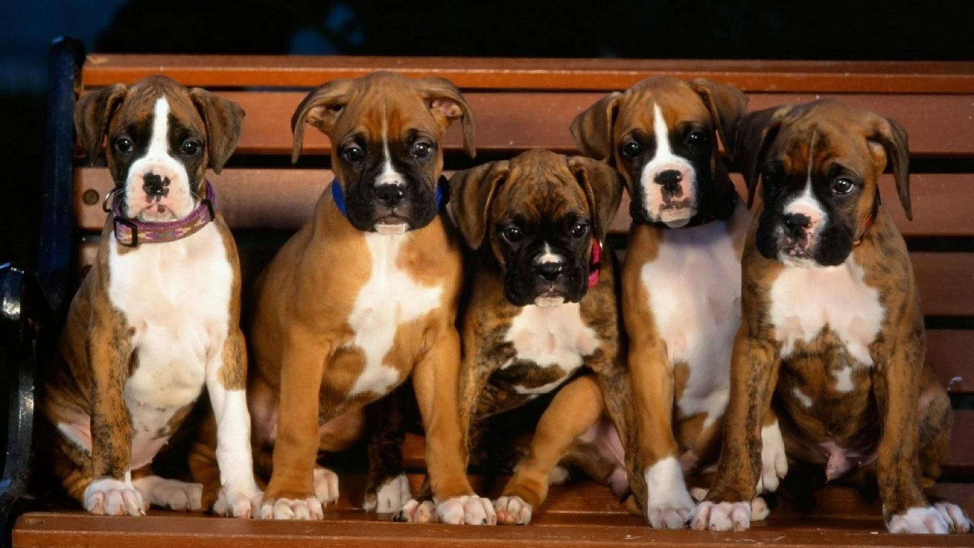 Boxer Dog 桌布 壁紙 — 五隻可愛的虎斑和白色毛髮的拳師犬幼犬，專注地坐在木長椅上，直視鏡頭。