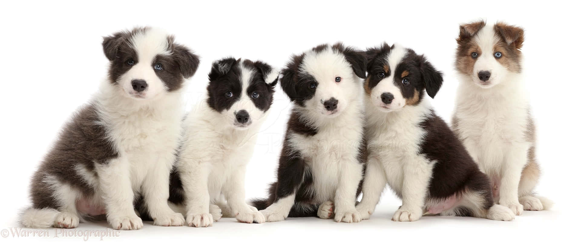 Puppies 桌布 壁紙 — 五隻可愛的邊境牧羊犬幼犬，擁有引人注目的藍色眼睛和黑白毛色，在純白背景前坐成一排。