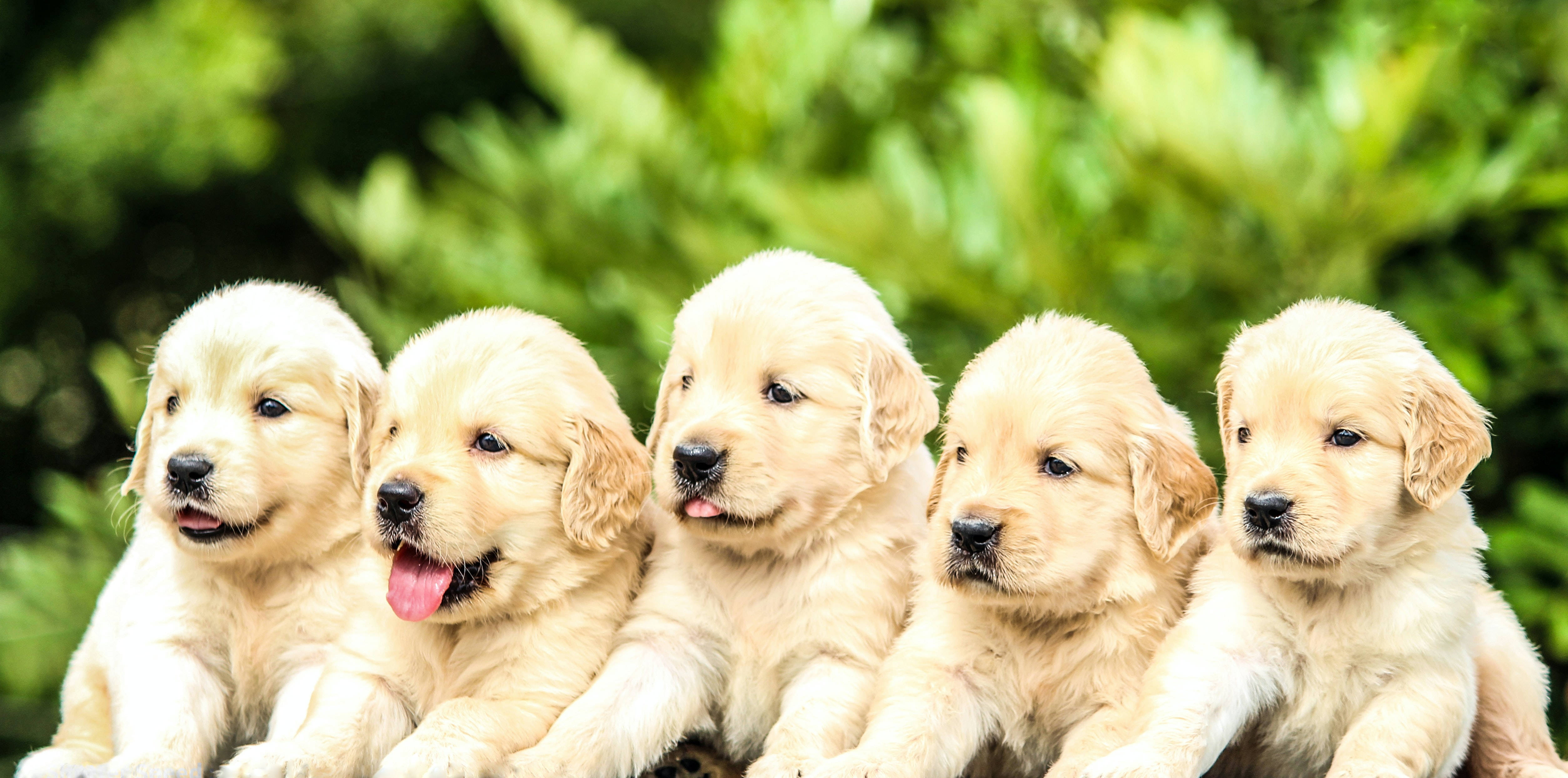 黃金獵犬幼犬 桌布 壁紙 — 五隻可愛的金毛獵犬幼犬，擁有蓬鬆的奶油色毛髮，並排坐在柔和的綠色模糊樹葉背景前。