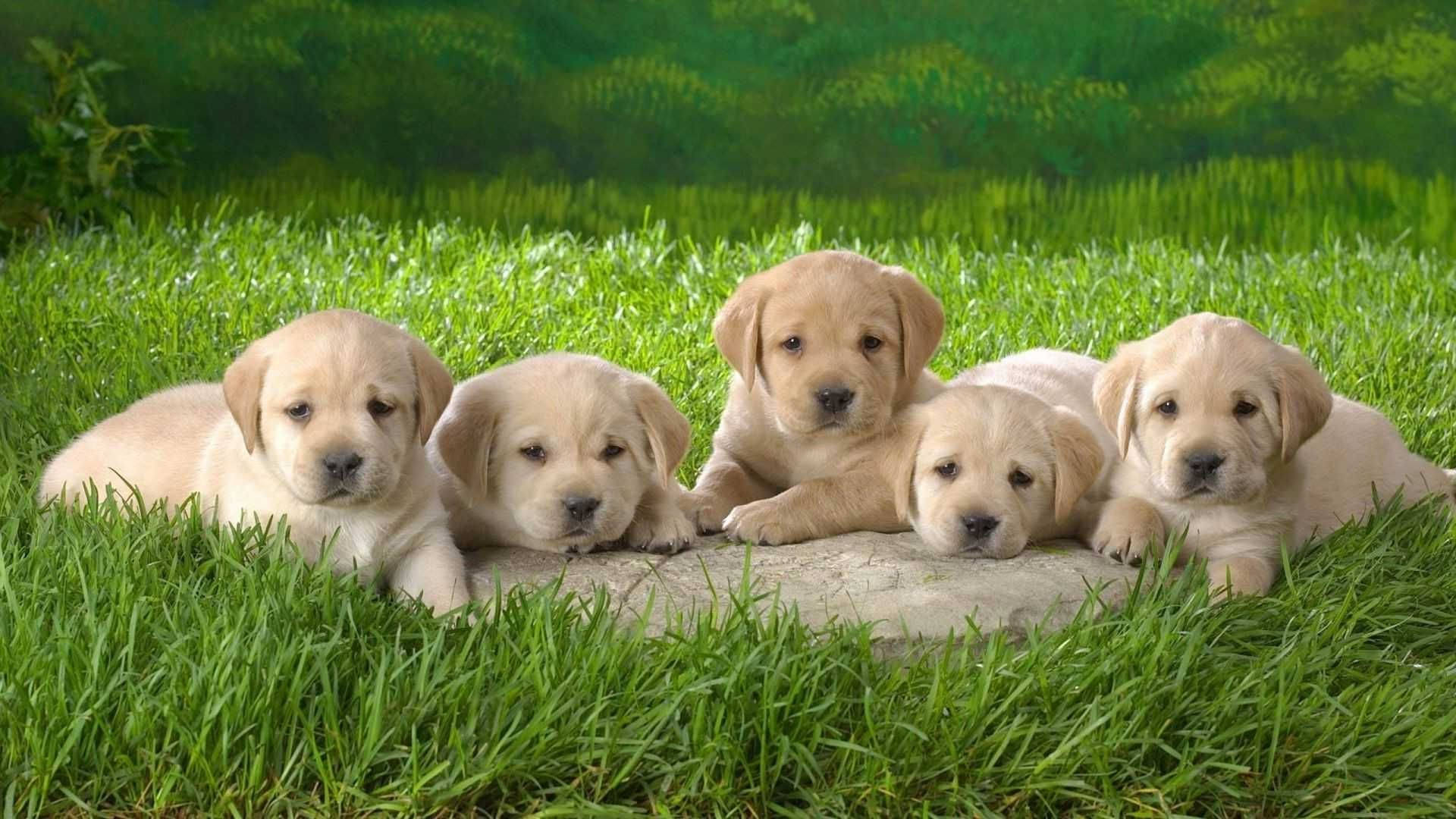 Puppies 桌布 壁紙 — 五隻可愛的黃色拉布拉多幼犬一起在茂密綠色草地的一塊石頭上休息。