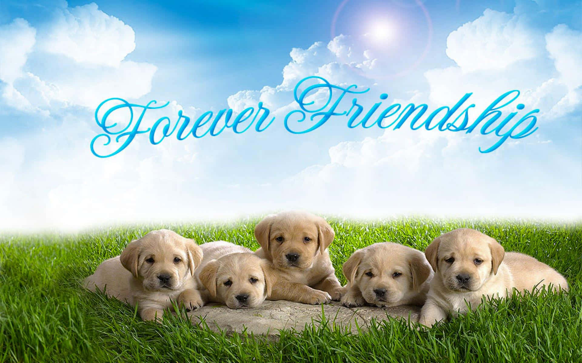 Friends 桌布 壁紙 — 五隻可愛的黃色拉布拉多幼犬一起在石頭上休息，周圍是充滿活力的綠色草地，上方是明亮的藍天，有蓬鬆的雲朵和陽光。