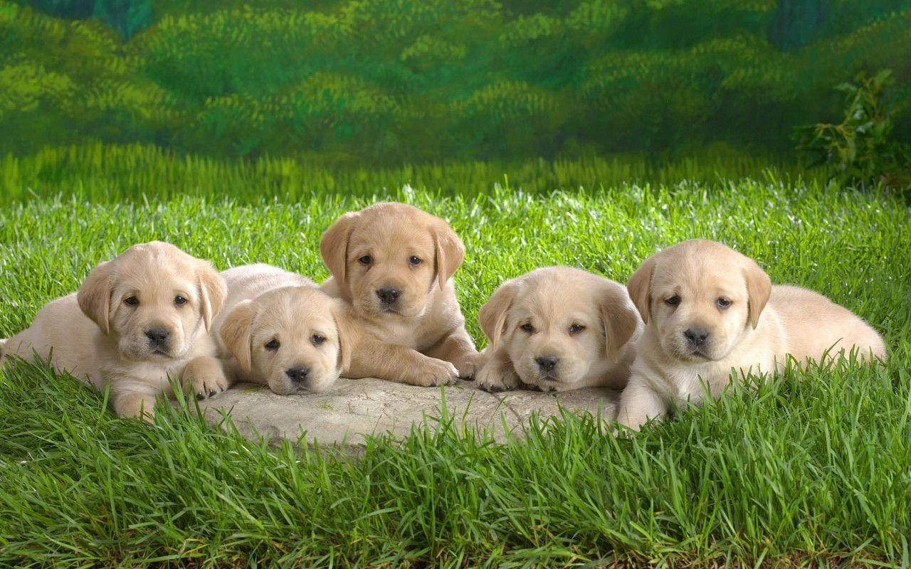 Cute Puppy 桌布 壁紙 — 五隻可愛的黃色拉布拉多幼犬在明亮的日光下，一起在充滿活力的綠色草地中的石頭上休息。