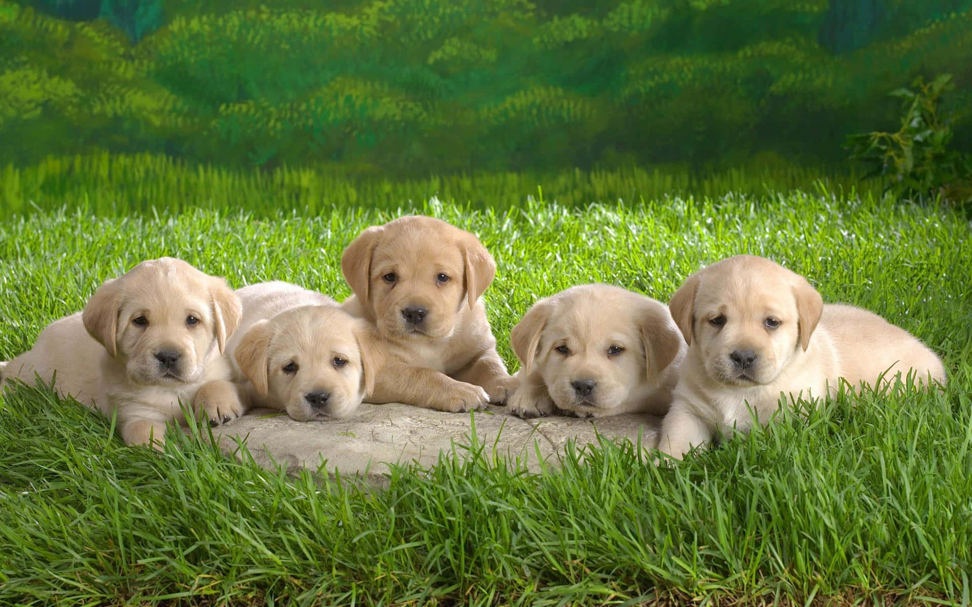 Cute Baby Animals 桌布 壁紙 — 五隻可愛的黃色拉布拉多幼犬在明亮的日光下，一起在充滿活力的綠色草地中的石頭上休息。
