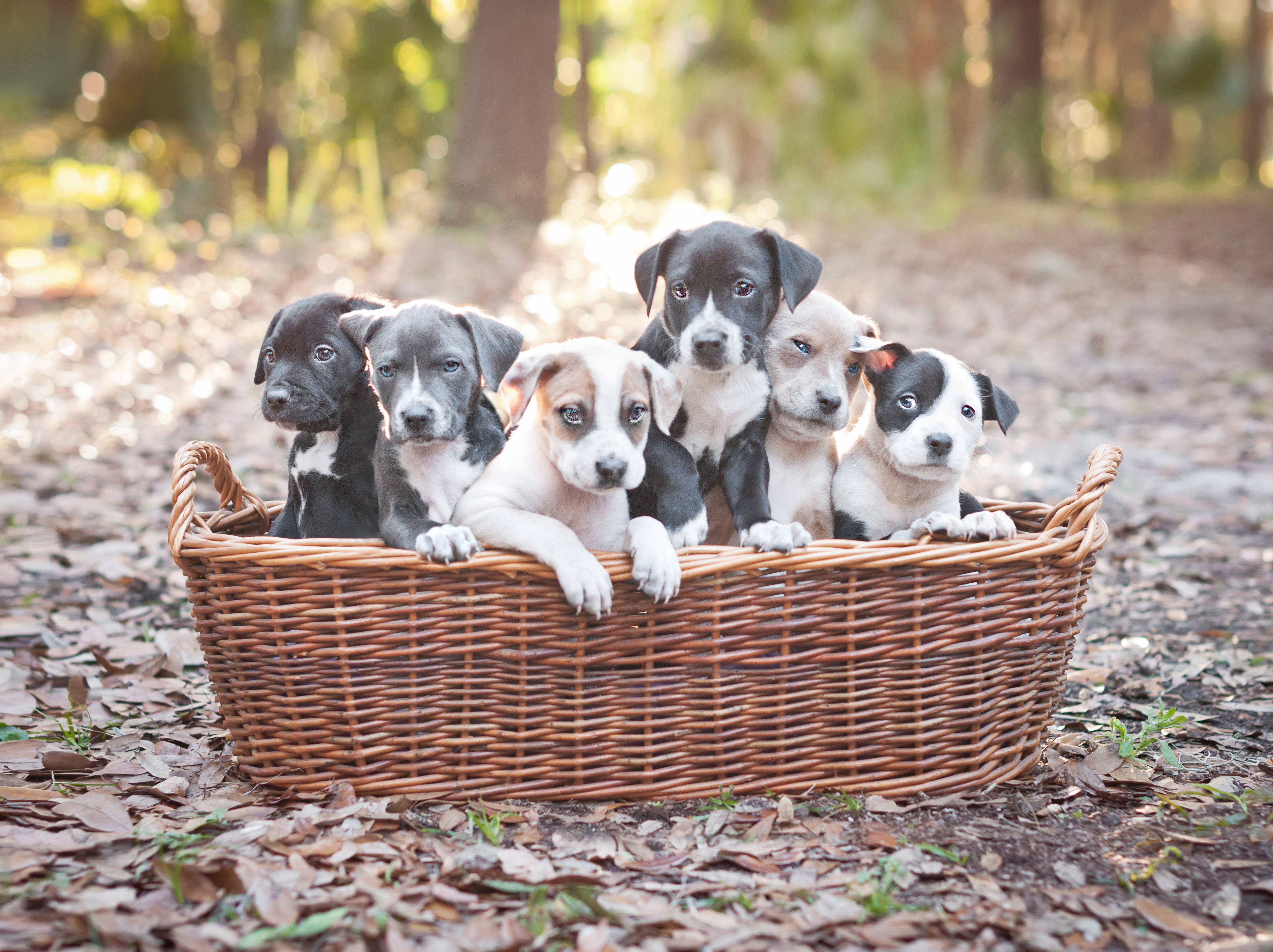 Pitbull Puppies 桌布 壁紙 — 五隻可愛的黑白花紋小狗在陽光明媚的森林裡好奇地從柳條籃邊探出頭來。