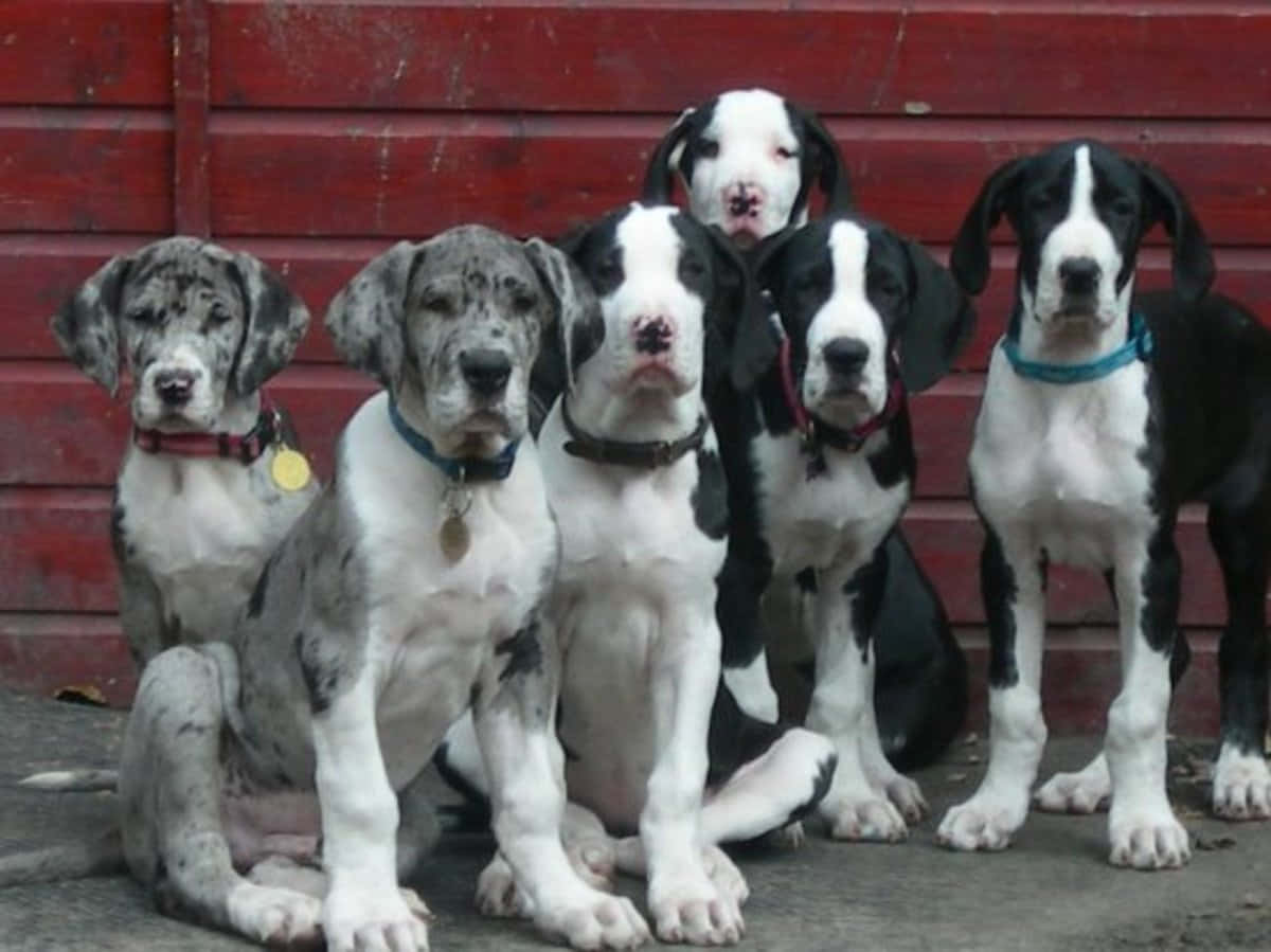 Great Dane Puppies 桌布 壁紙 — 五隻大丹犬幼犬，身上有斑點和黑白相間的毛髮，專注地坐在一個風化的紅色木柵欄前。