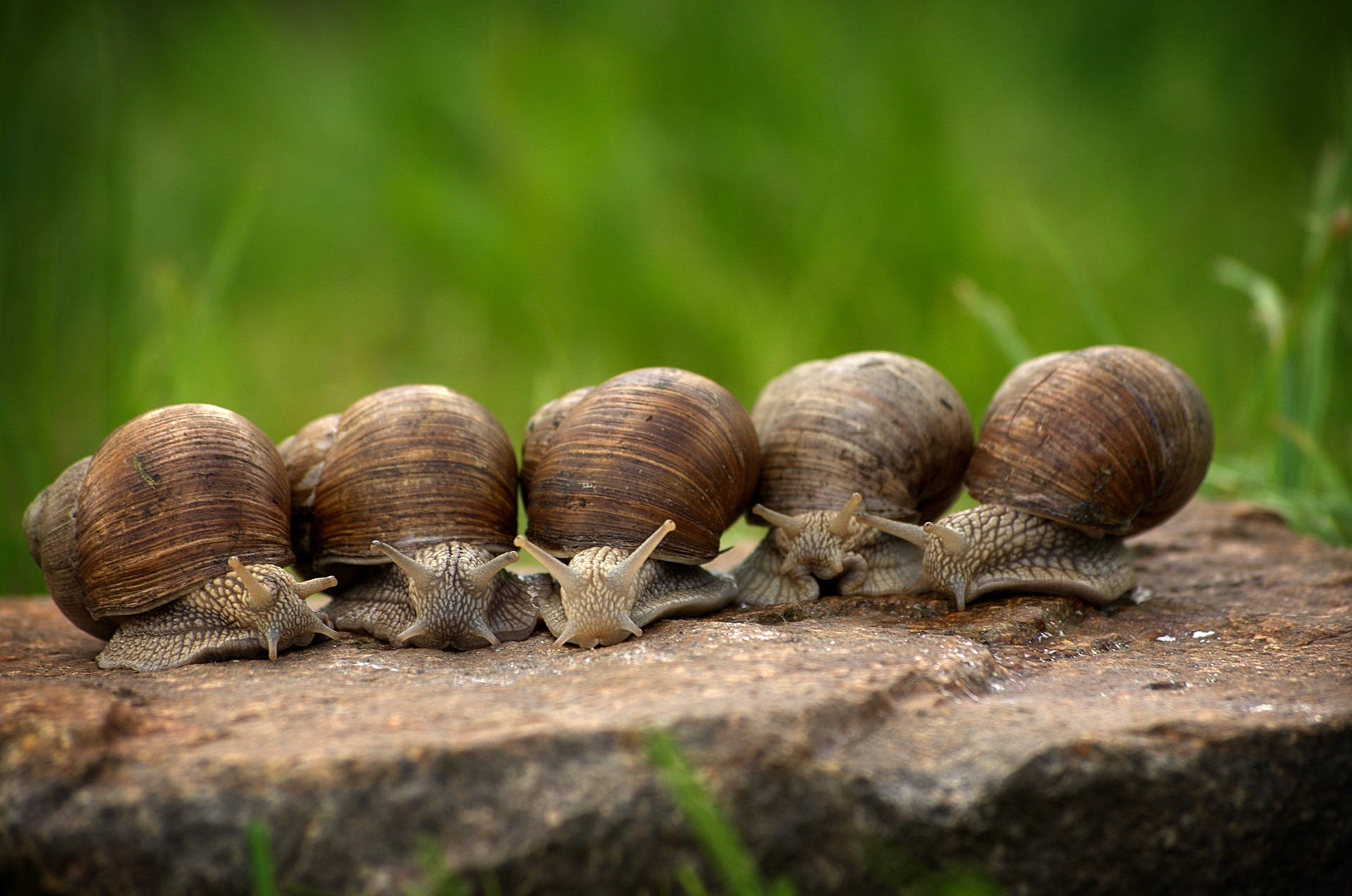 Snail 桌布 壁紙 — 五隻帶有棕色條紋殼的蝸牛排成一列，在長滿苔蘚的石頭上爬行，背景是模糊的綠色草地。
