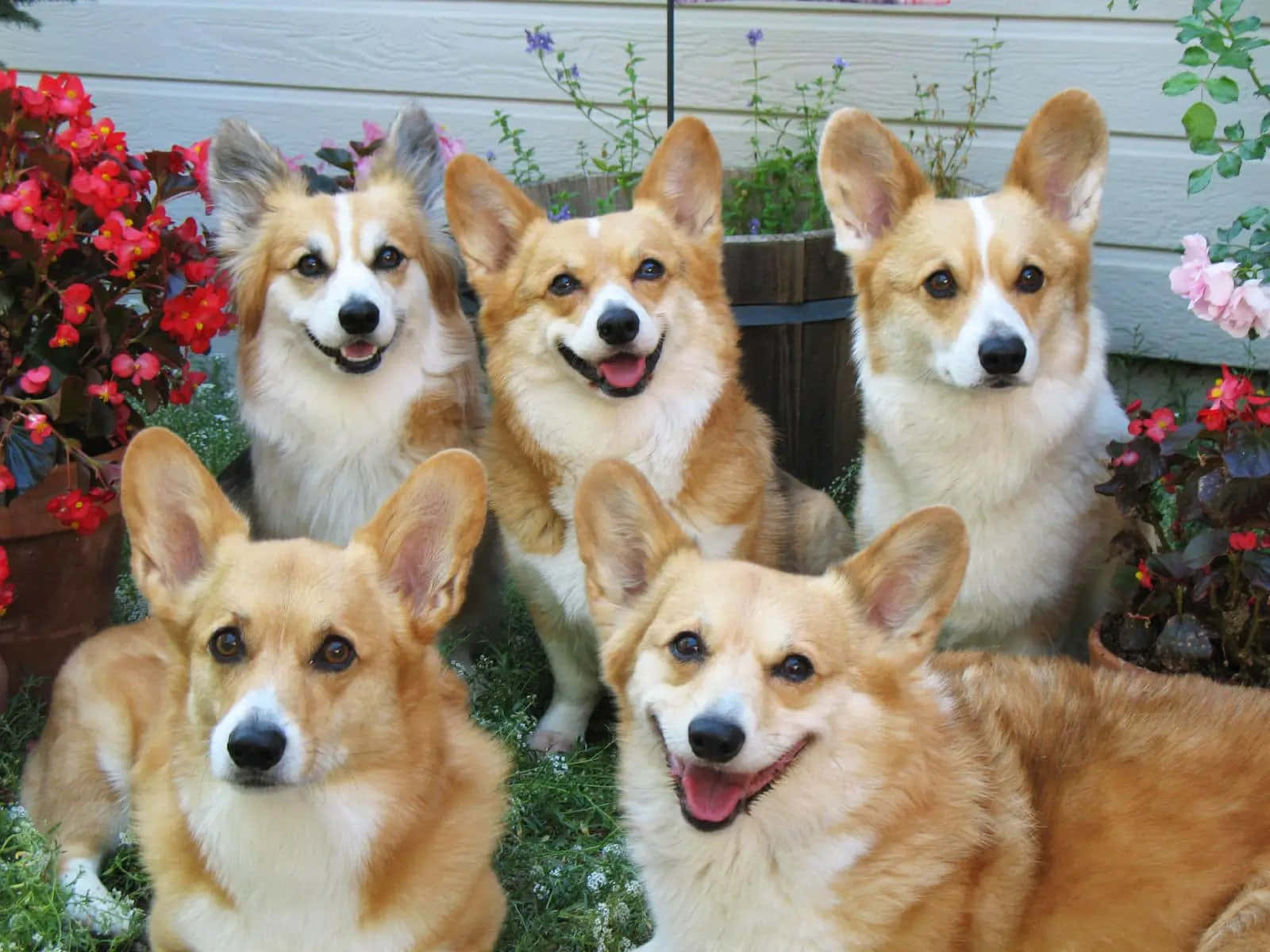 狗 桌布 壁紙 — 五隻快樂的柯基犬，豎起耳朵，表情喜悅，一起坐在一個被色彩繽紛花朵環繞的花園裡。
