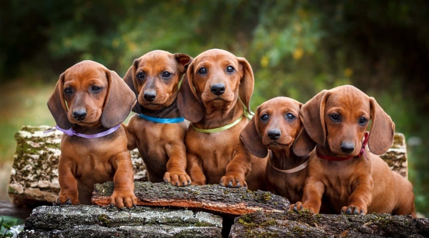 Dachshund Puppy 桌布 壁紙 — 五隻戴著彩色項圈的可愛臘腸犬幼犬，一起坐在茂密綠色森林中長滿苔蘚的木頭上。
