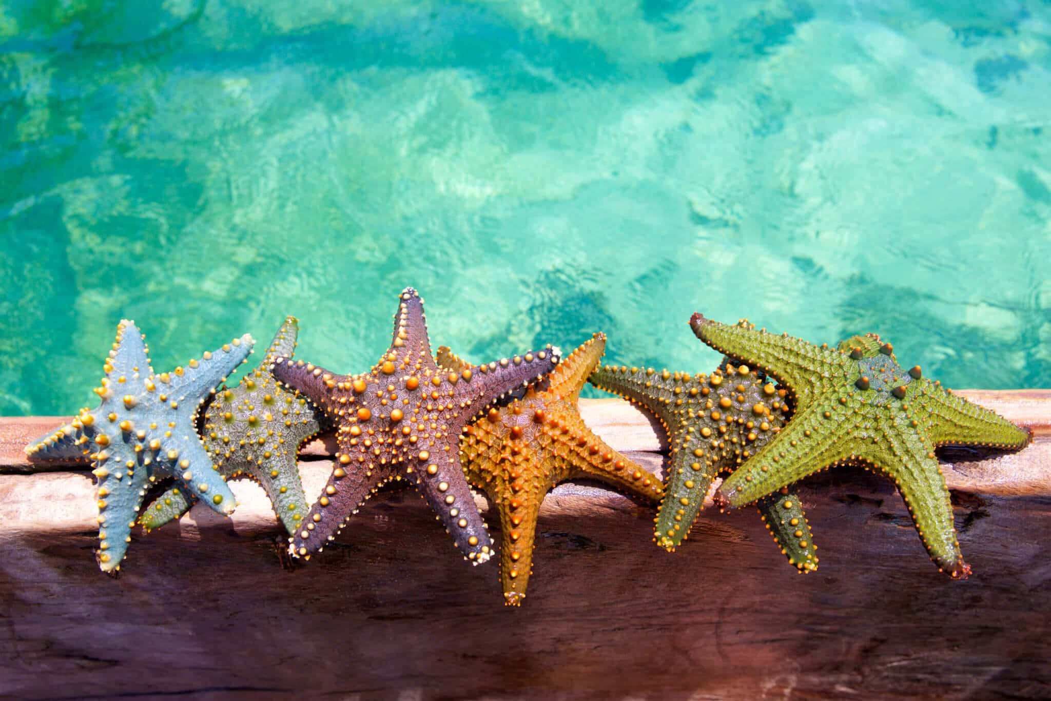 Starfish 桌布 壁紙 — 五隻有刺狀紋理的彩色海星，擱在經風化的木板上，旁邊是藍綠色的海水。