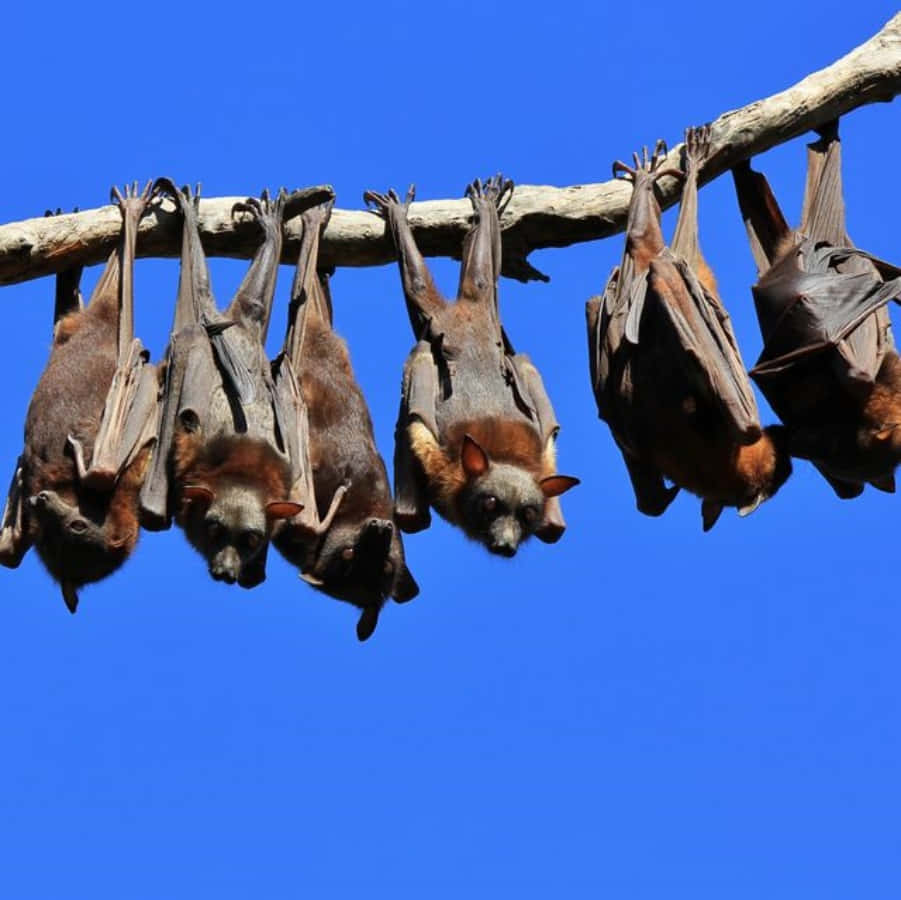 Bats 桌布 壁紙 — 五隻果蝠倒掛在光禿禿的樹枝上，背景是鮮豔的藍天。
