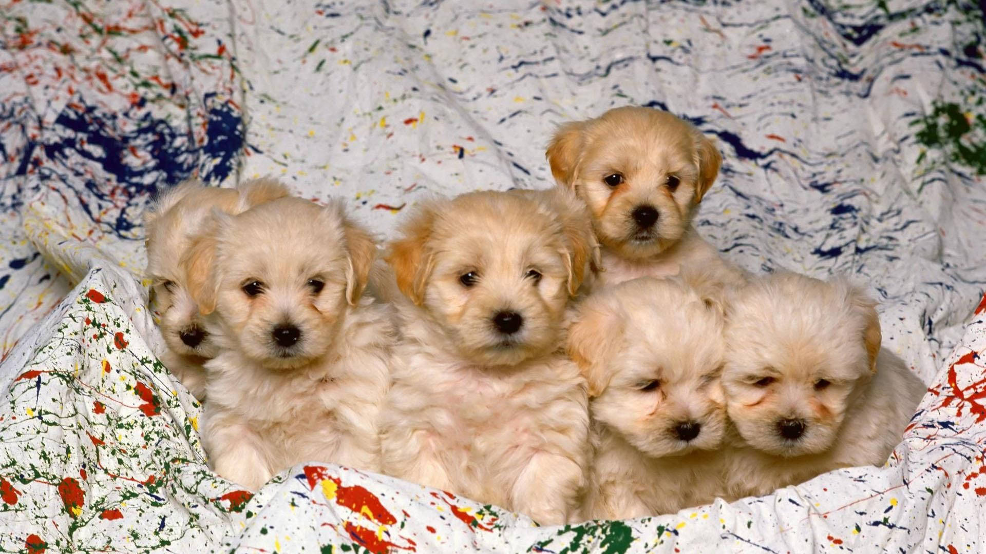 Puppies 桌布 壁紙 — 五隻毛茸茸的奶油色小狗在沾滿油漆的白色毯子上依偎在一起。