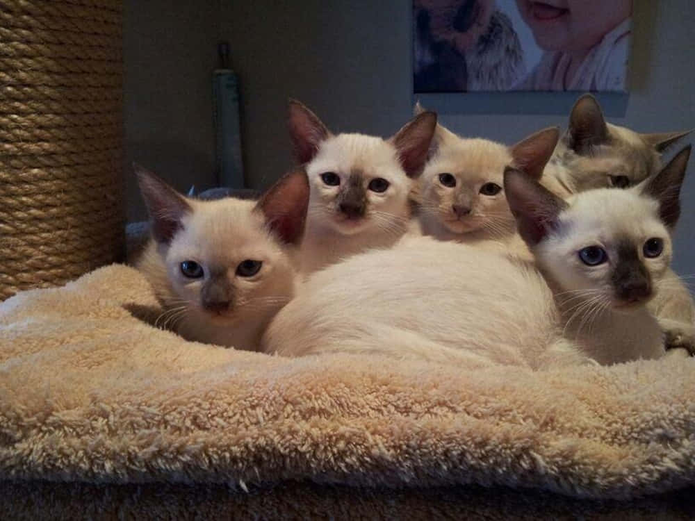 Tonkinese 桌布 壁紙 — 五隻毛茸茸的奶油色小貓，有深色的臉和耳朵，在一個舒適的室內環境中，一起蜷縮在一張柔軟的米色寵物床上。