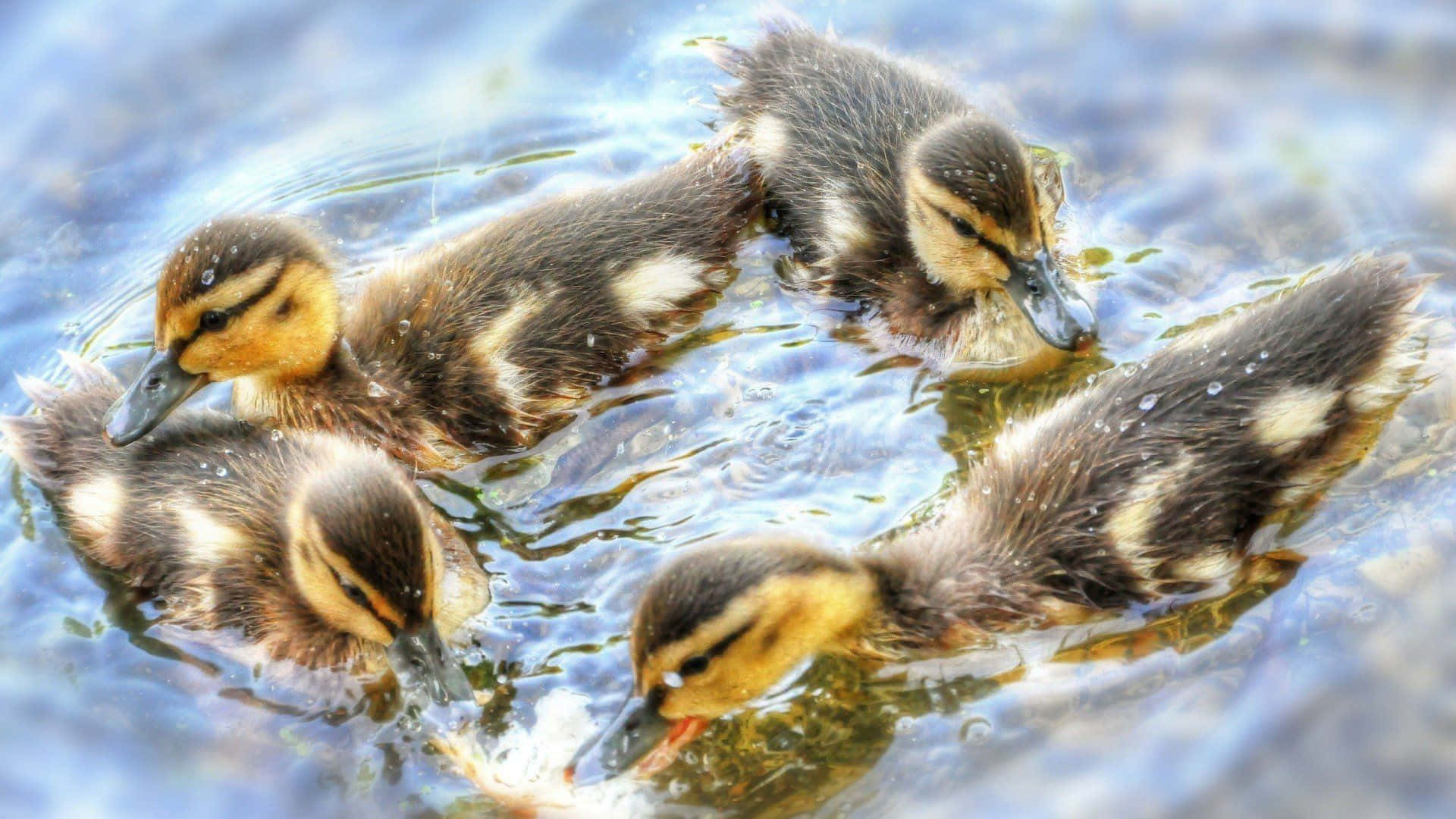Cute Duck 桌布 壁紙 — 五隻毛茸茸的小鴨，羽毛呈棕色和黃色，一起在清澈的藍色水中游泳，泛起輕柔的漣漪。