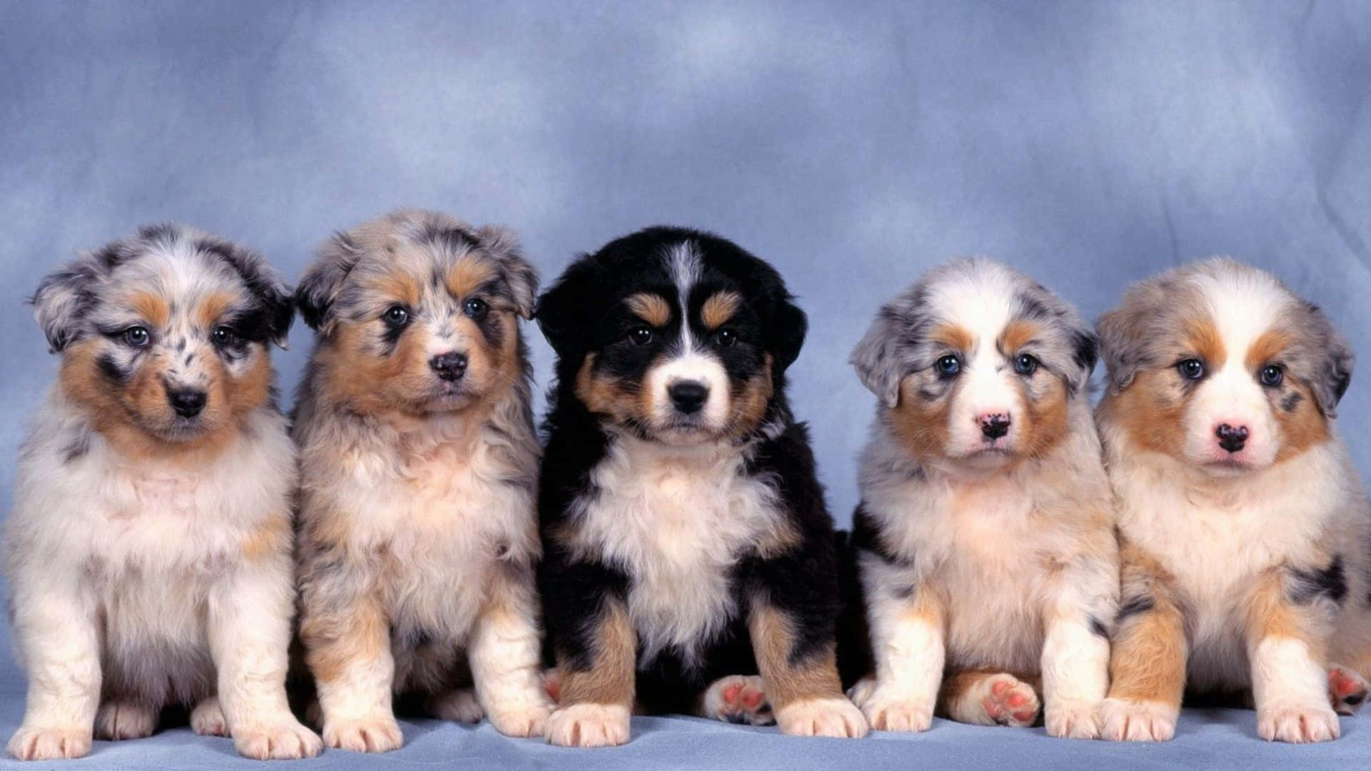 小狗 桌布 壁紙 — 五隻毛茸茸的澳洲牧羊犬幼犬，身上有各種梅爾花紋，在柔和的藍色攝影棚背景前坐成一排。